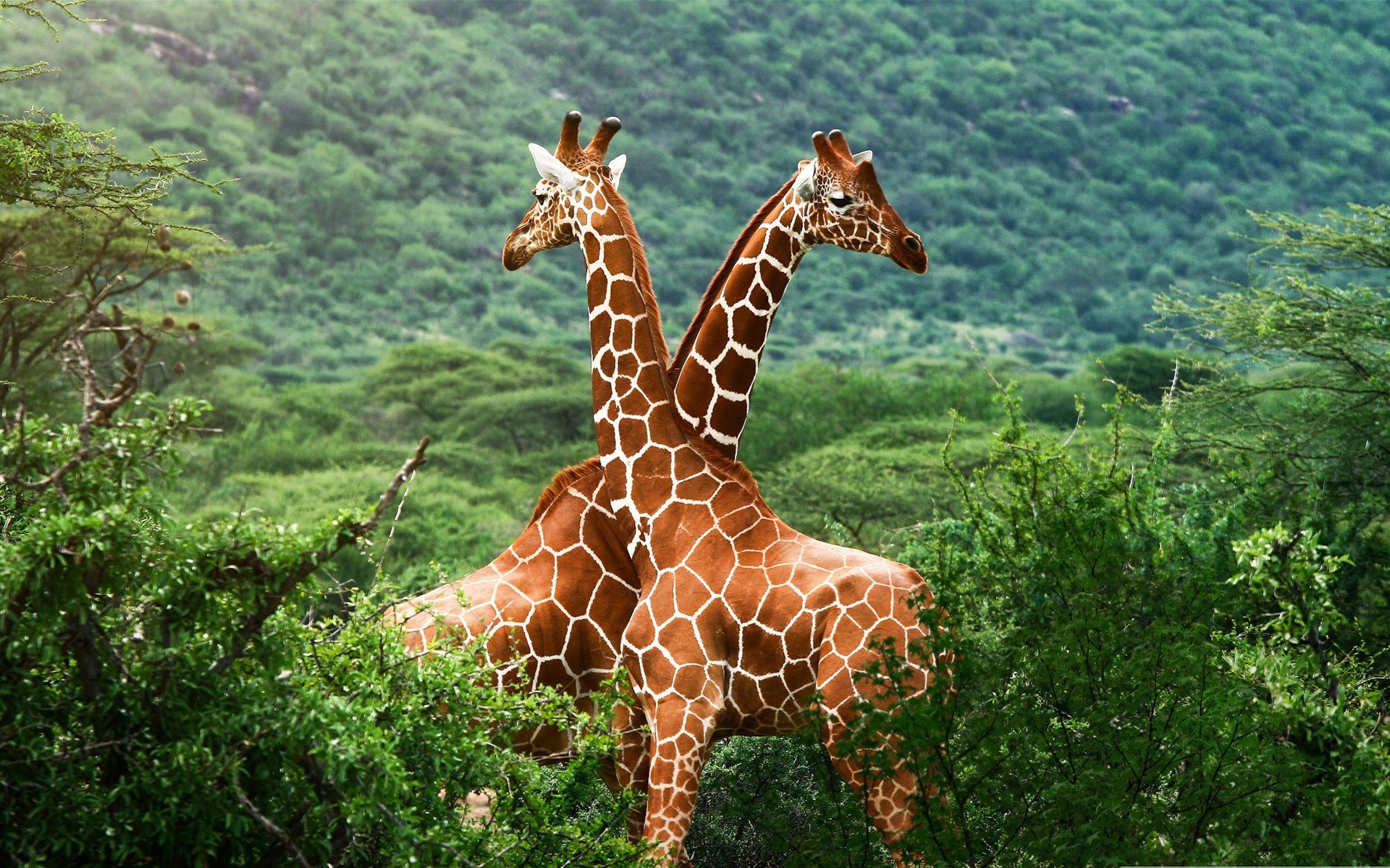 General 1920x1200 animals giraffes nature mammals
