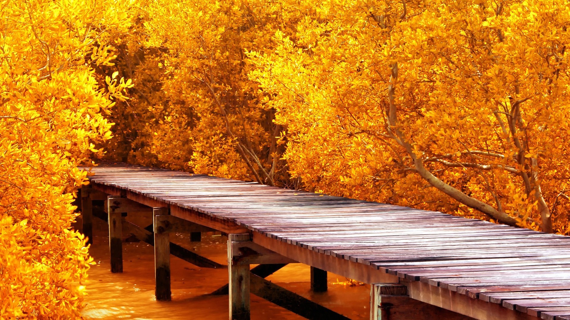 General 1920x1080 nature pier water wooden surface trees yellow leaves fall branch orange