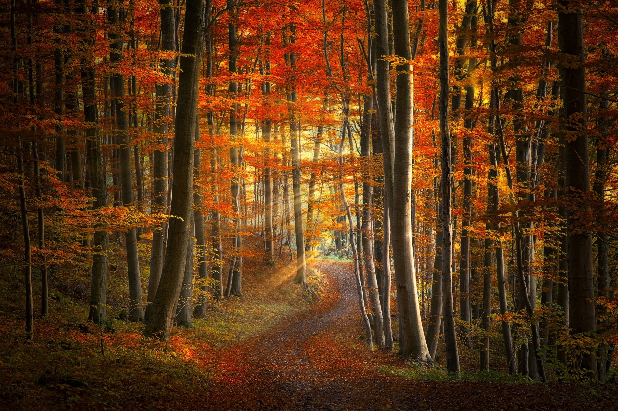 General 2500x1664 path sun rays forest fall leaves grass trees red yellow orange morning road nature landscape