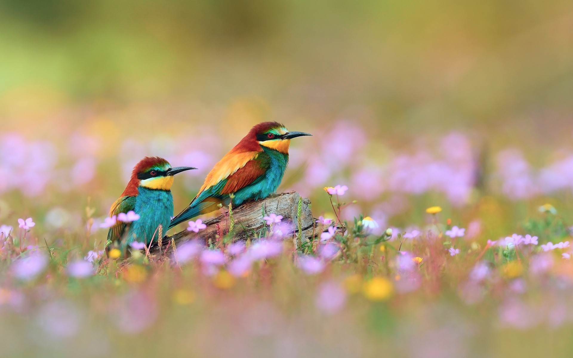 General 1920x1200 bee-eaters birds flowers depth of field nature colorful animals closeup