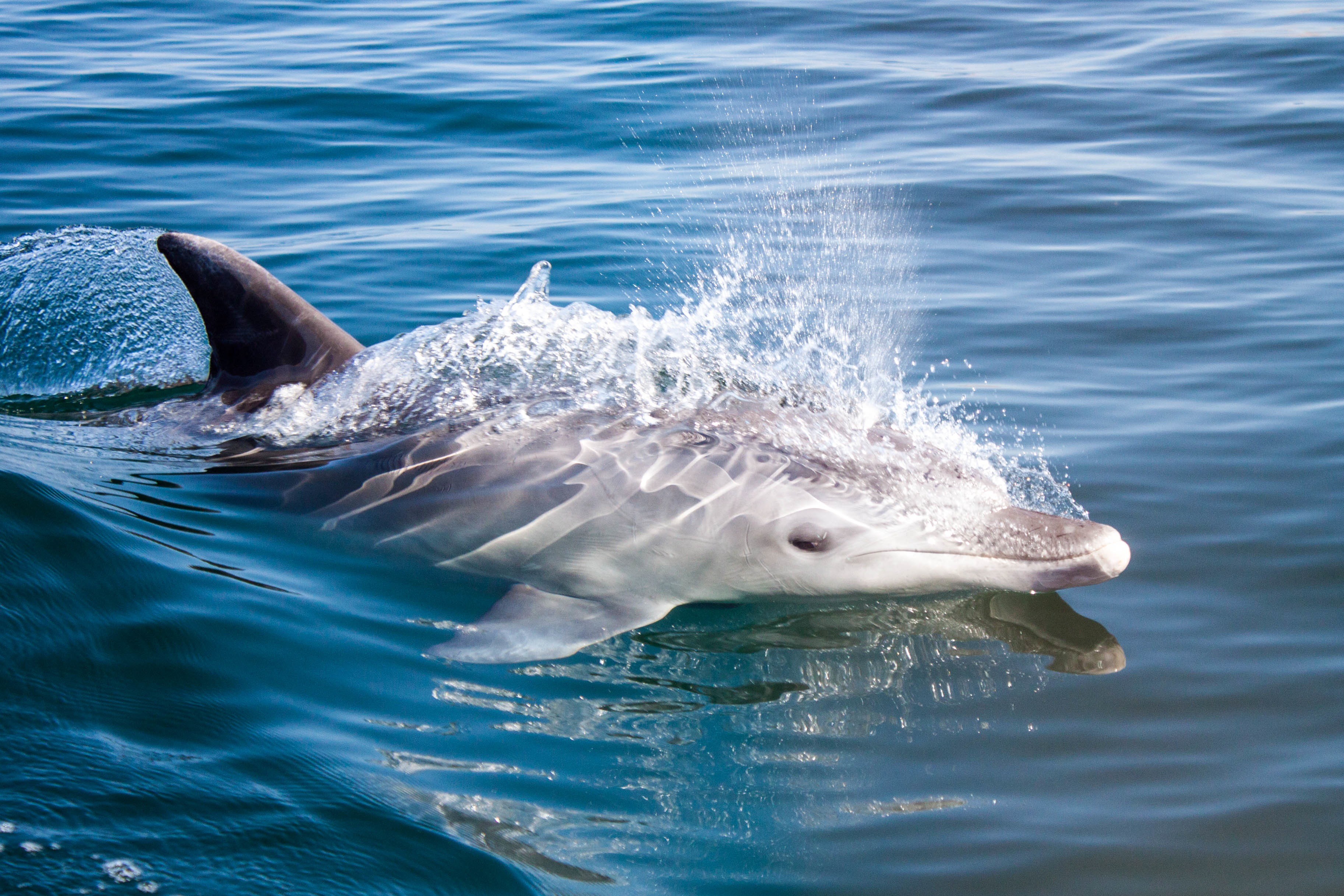 General 3651x2434 animals dolphin splashes sea mammals closeup