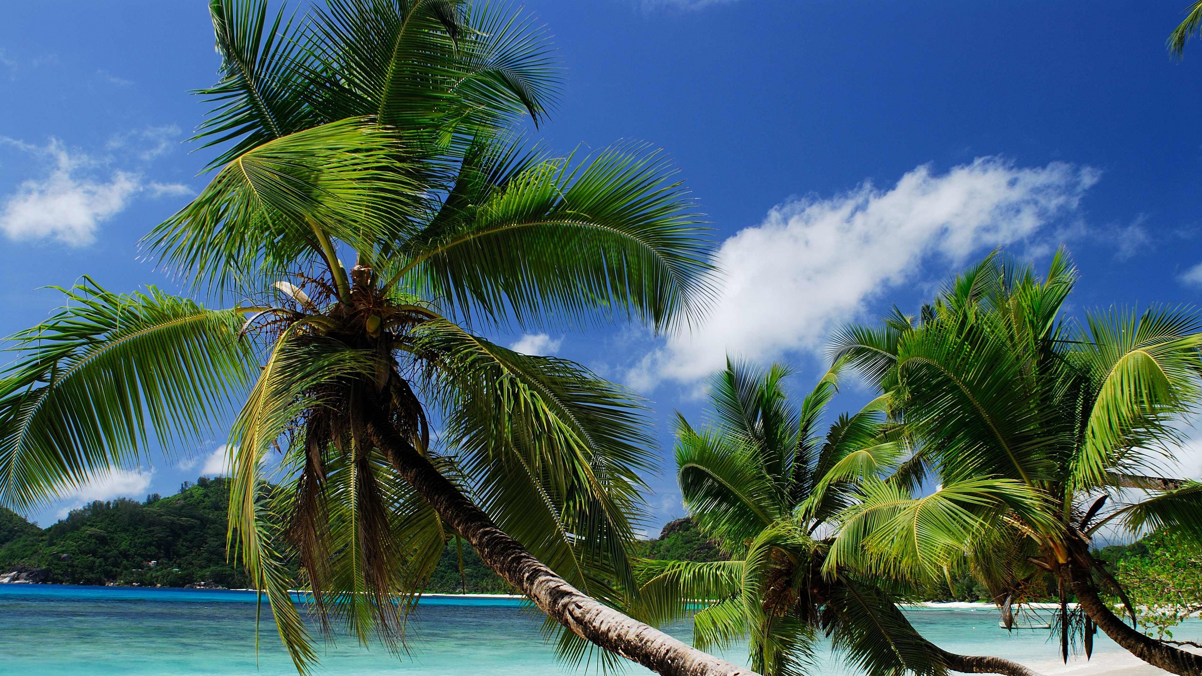 General 3840x2160 trees palm trees tropical outdoors plants
