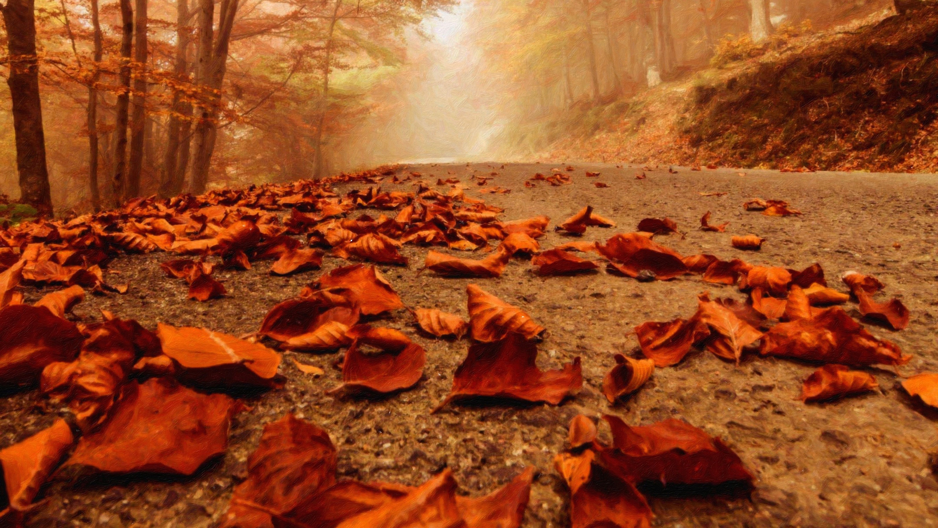 General 3200x1800 fall leaves path forest fallen leaves outdoors trees