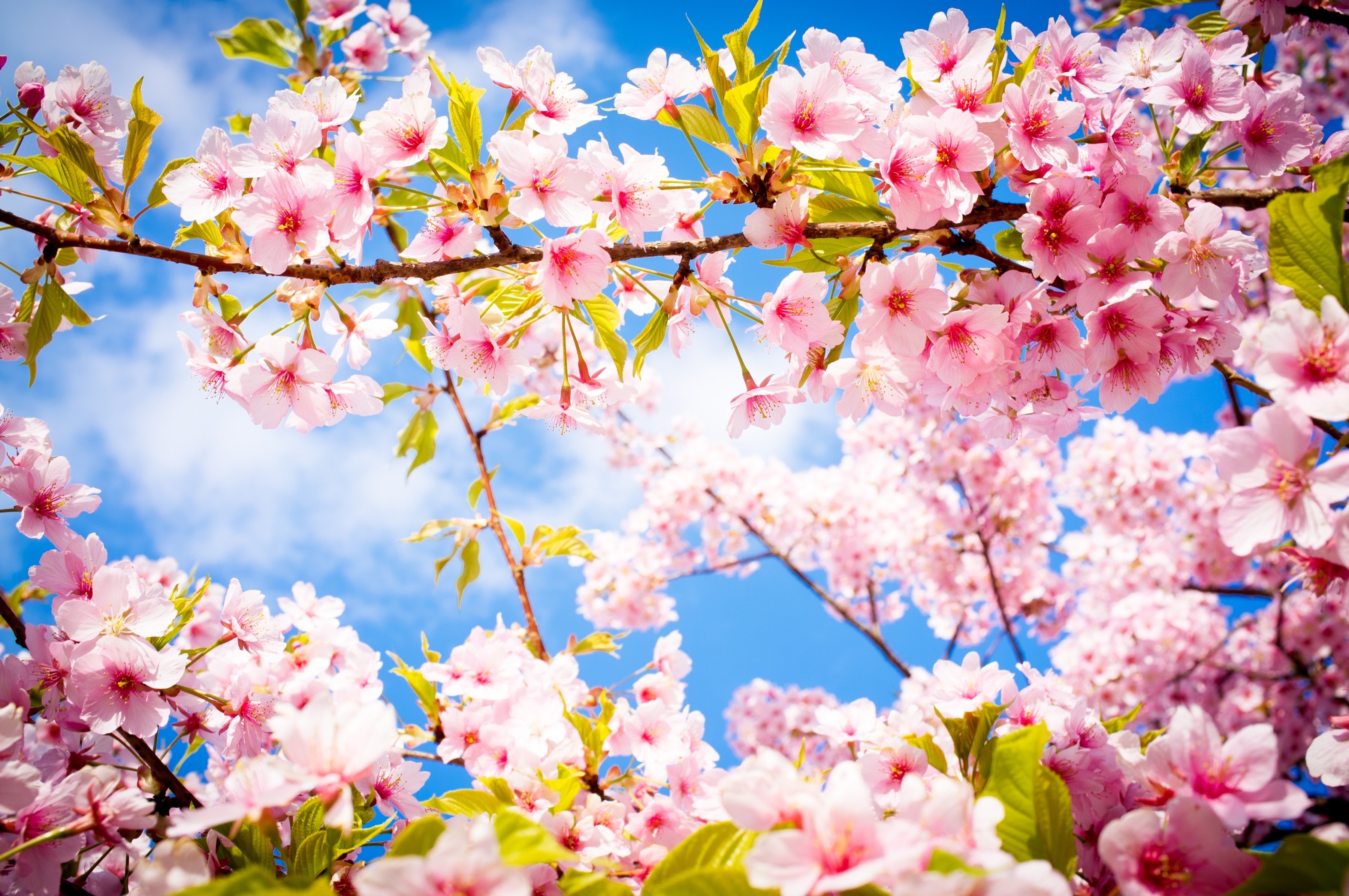 General 3600x2391 photography flowers cherry blossom plants