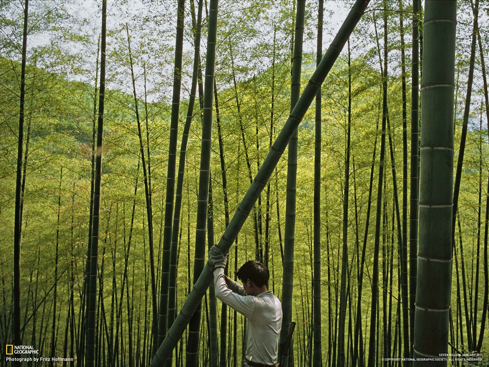 General 1600x1200 bamboo National Geographic 2011 (Year) plants trees men Asia outdoors