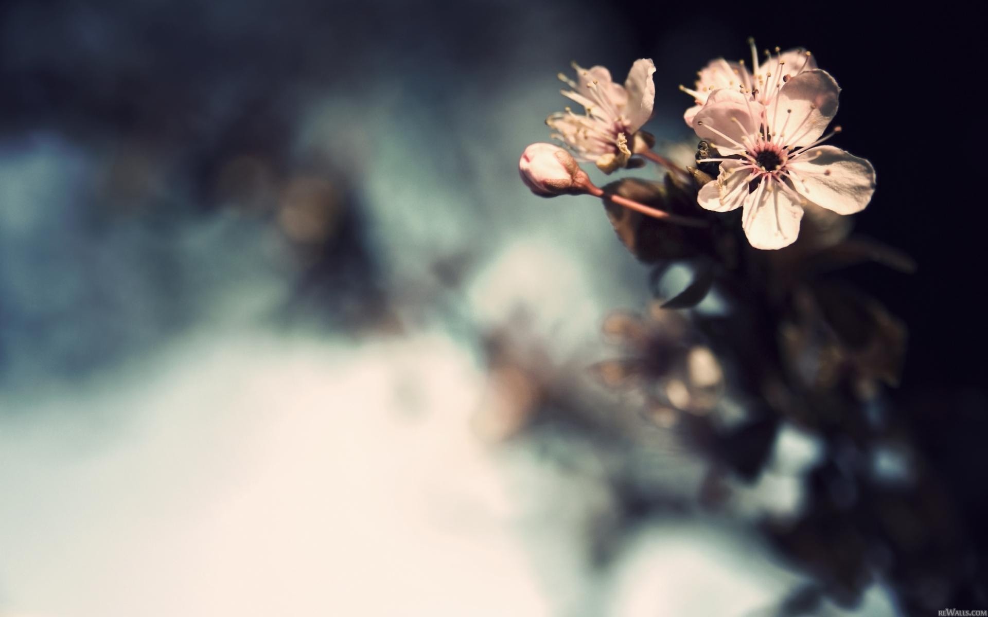 General 1920x1200 plants blurred outdoors petals bokeh watermarked closeup blurry background