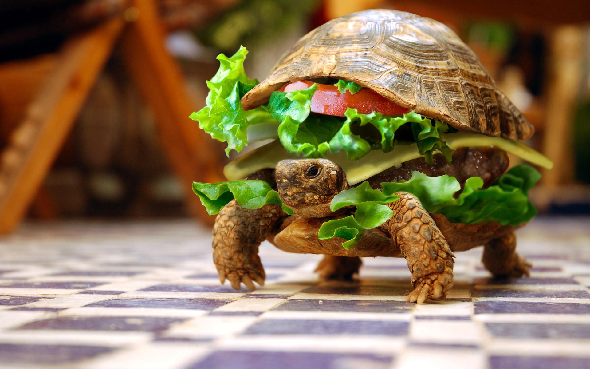 General 1920x1200 humor animals turtle food salad digital art photo manipulation