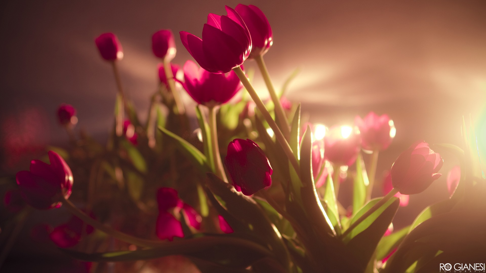 General 1920x1080 tulips flowers pink flowers sunlight plants red flowers vibrant warm colors