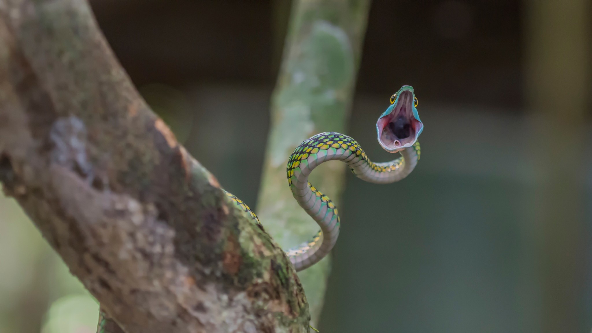 General 2048x1152 snake reptiles open mouth animals nature
