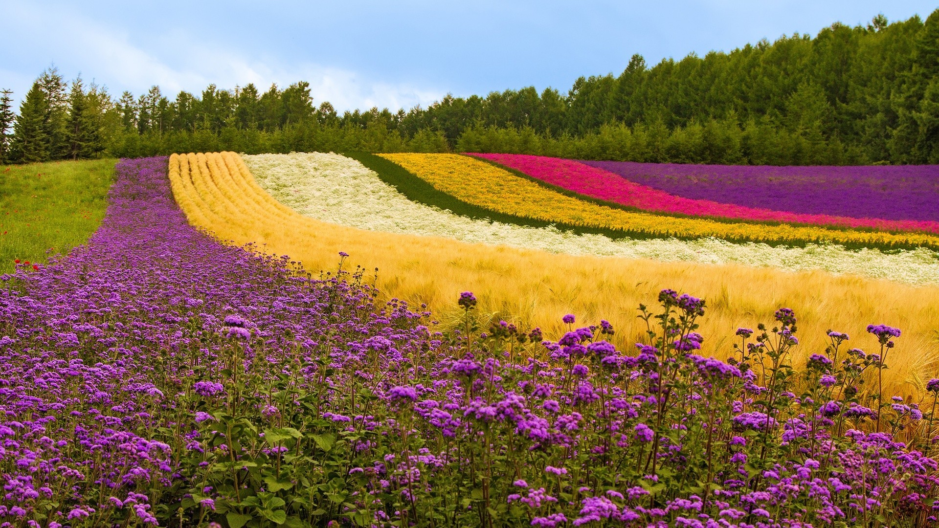 General 1920x1080 flowers colorful field landscape Agro (Plants) plants outdoors