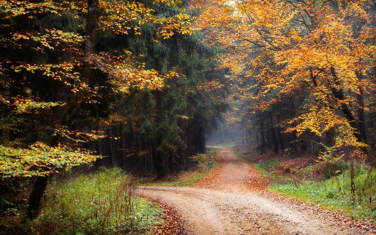 General 1230x768 nature dirt road forest fall leaves trees shrubs path outdoors