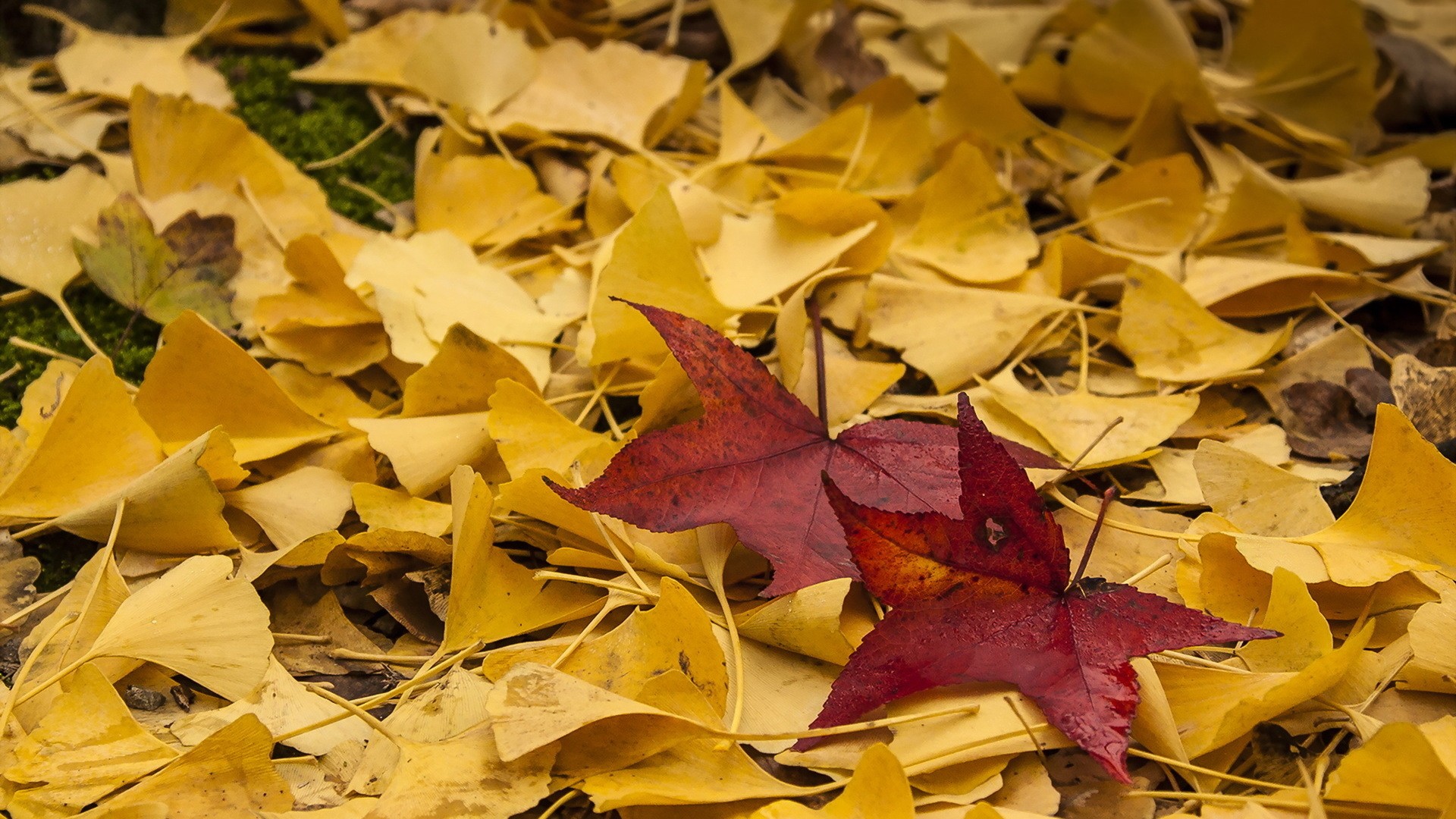 General 1920x1080 nature leaves fall grass yellow depth of field outdoors fallen leaves plants