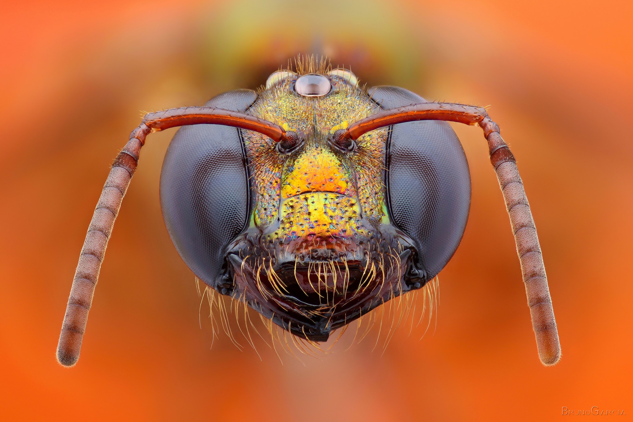 General 2048x1365 bees closeup insect macro animals