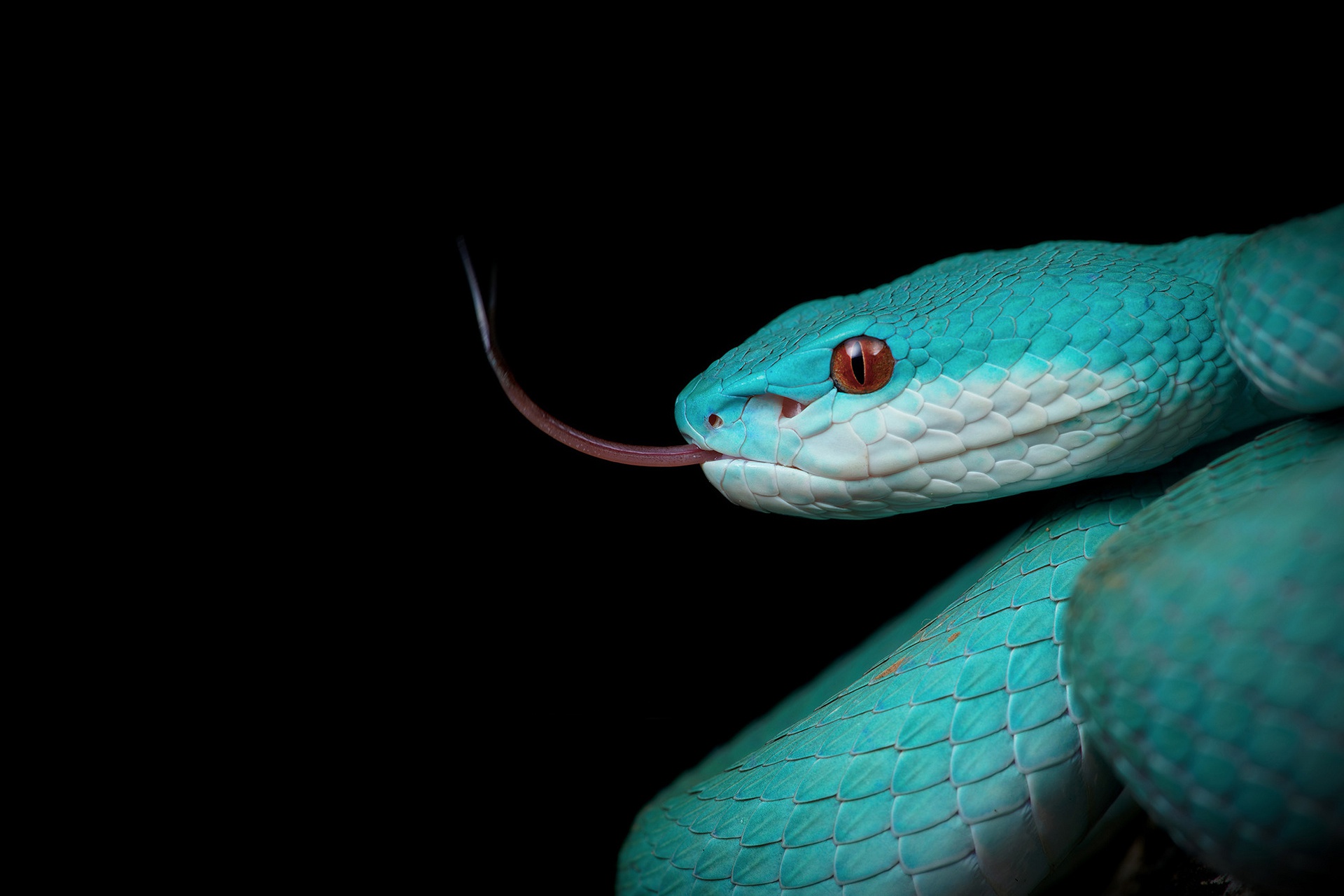 General 1920x1280 black background simple background tongue out snake reptiles animals cyan turquoise