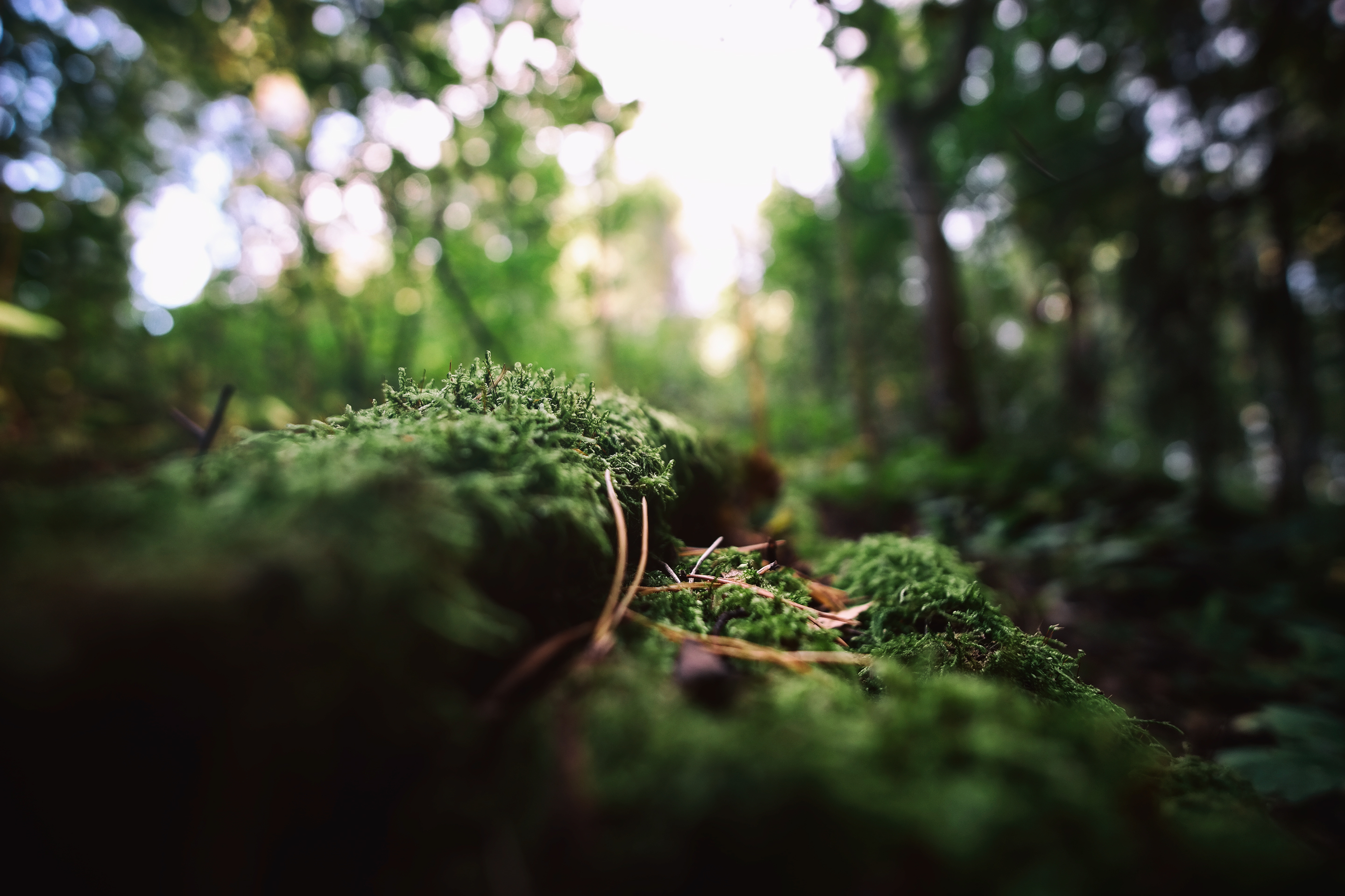 General 2880x1920 nature photography plants roots macro moss depth of field