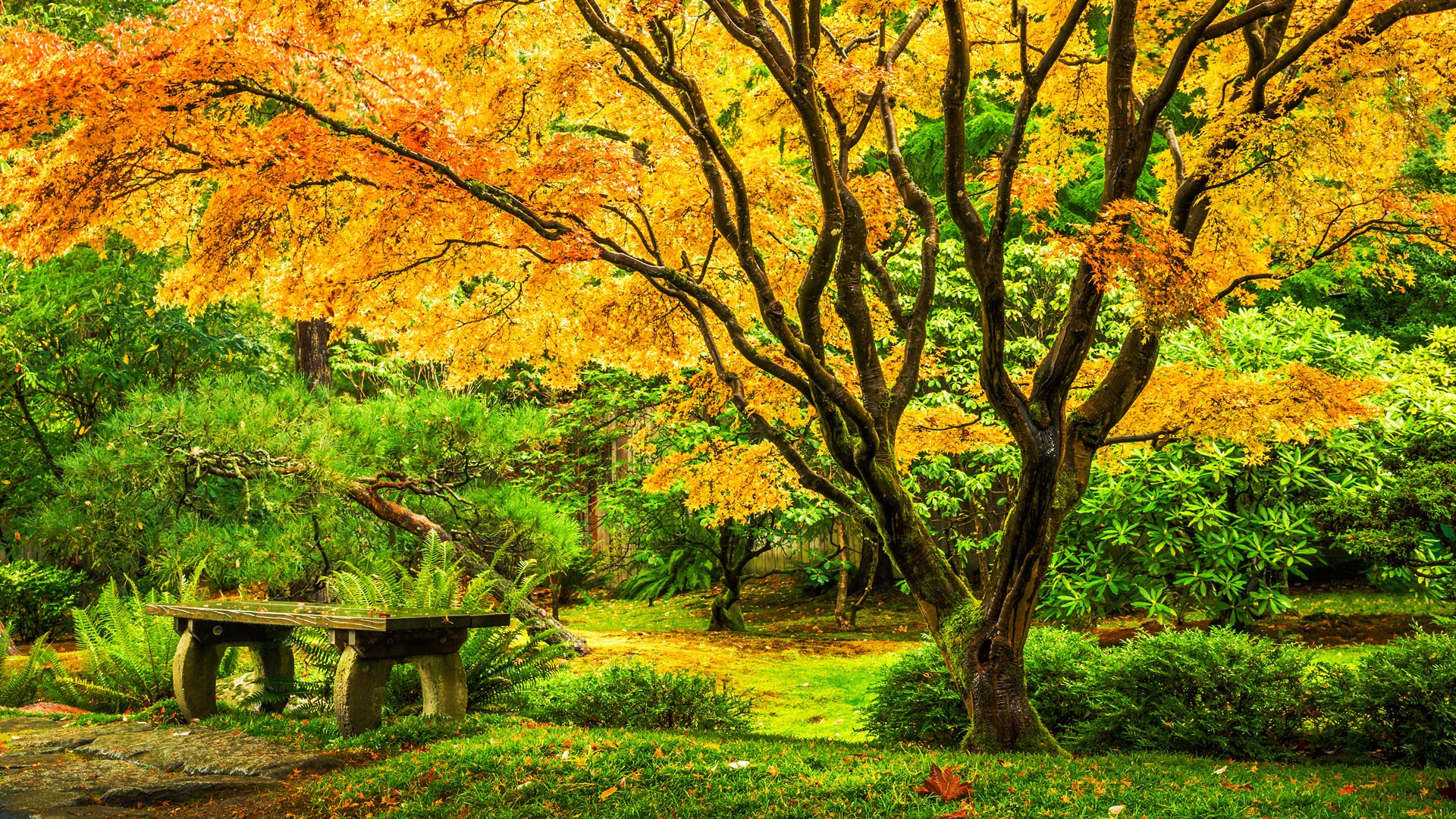 General 1920x1080 nature trees grass plants bench fall Japanese maple Washington (state) USA