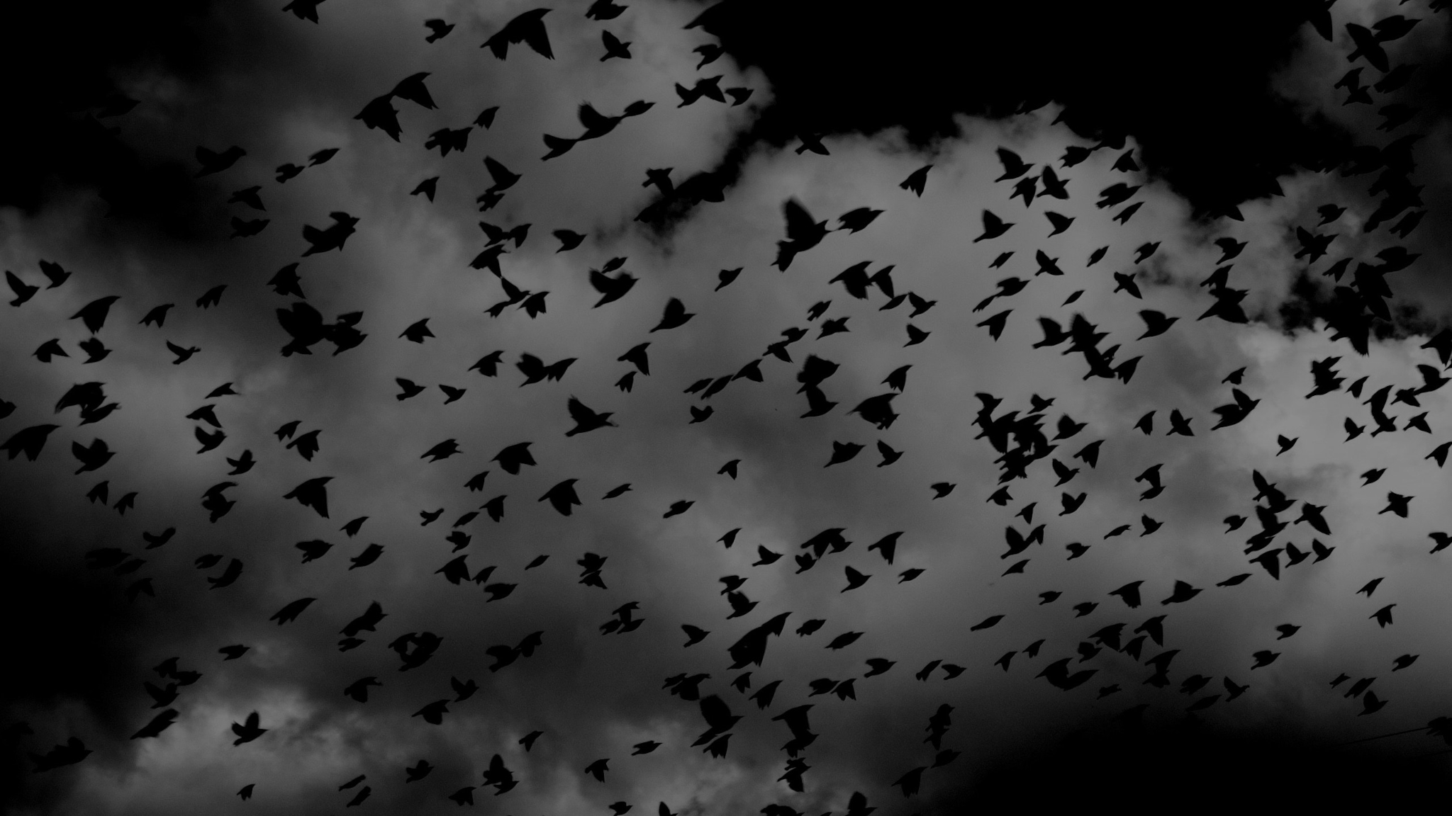 General 2048x1152 crow birds nature silhouette flying clouds monochrome