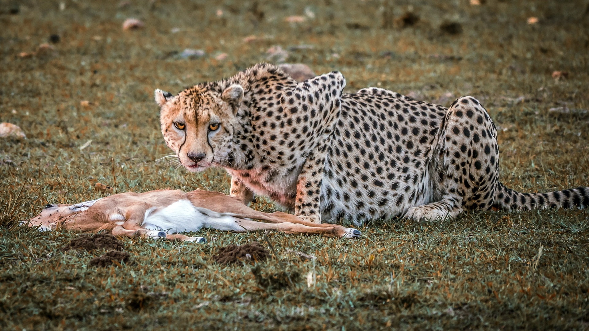 General 1920x1080 cheetah hunting impala carnivore animals big cats mammals looking at viewer nature wildlife
