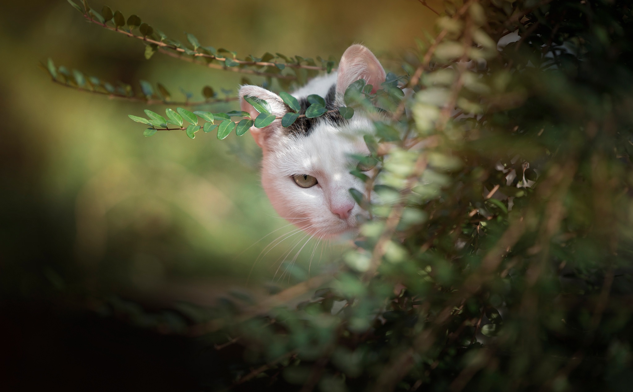 General 2048x1268 cats animals outdoors plants blurred leaves closeup pussy peek