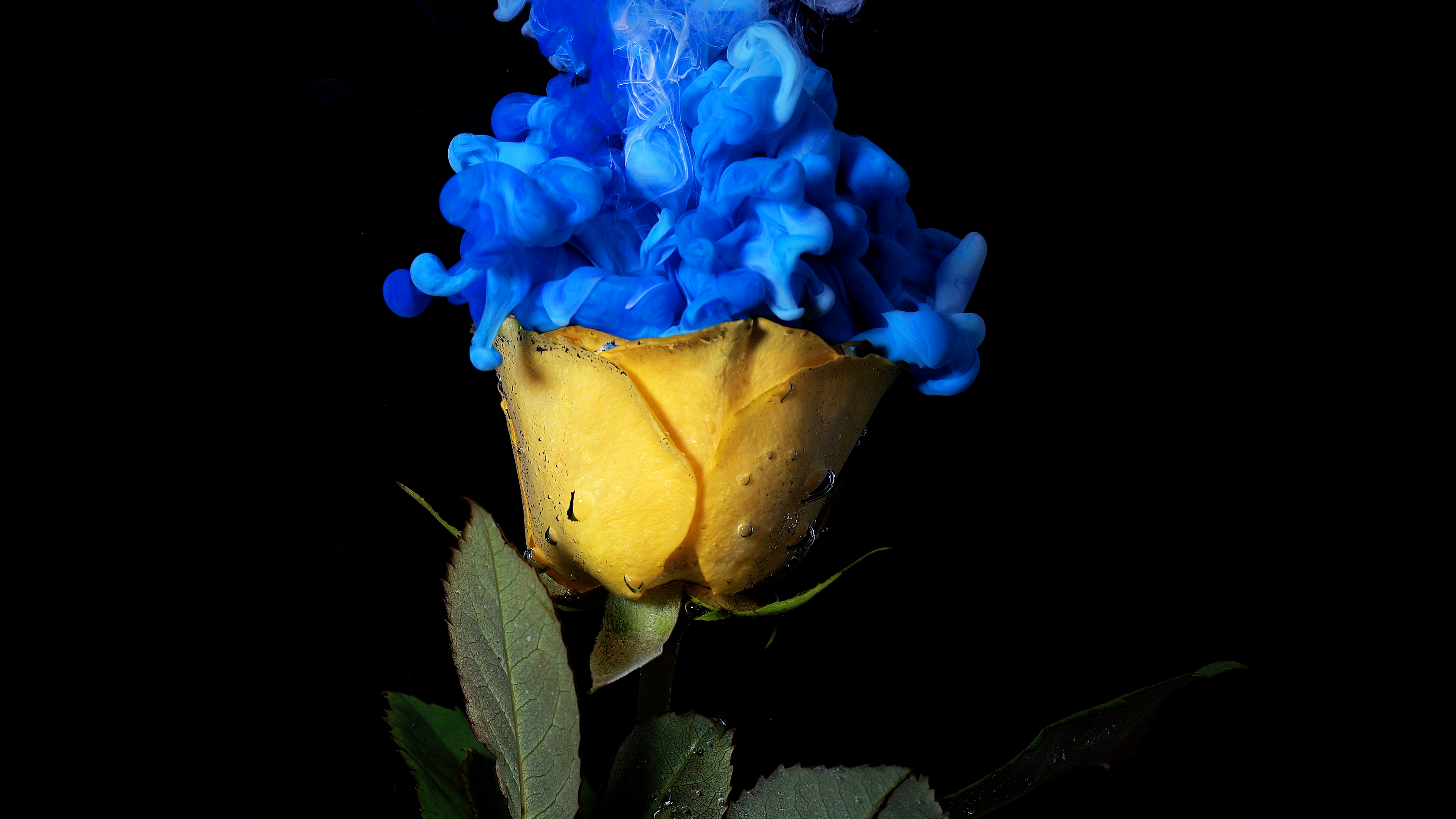 General 3840x2160 flowers blue underwater rose simple background closeup