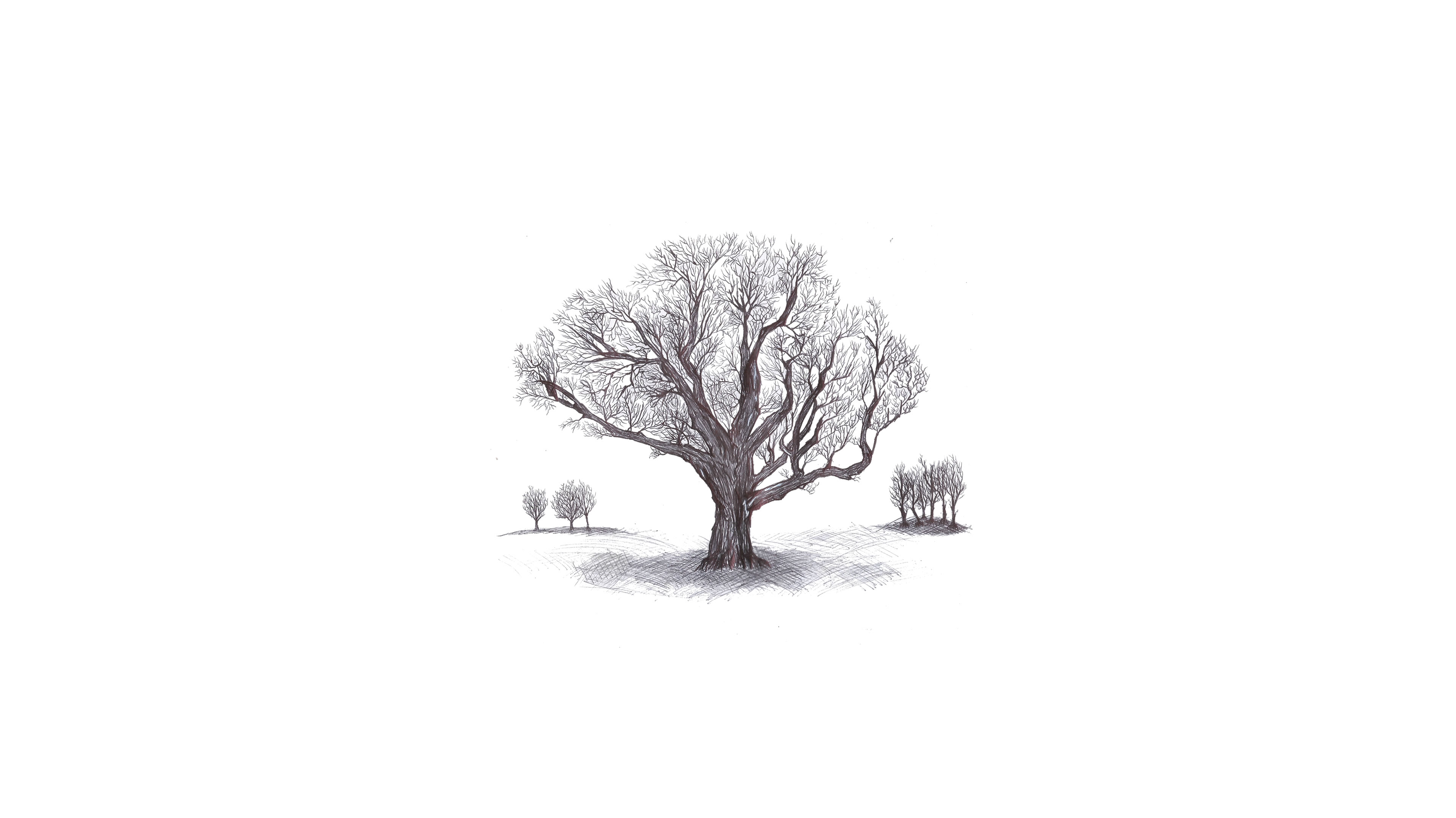 General 3840x2160 ink tree stump artwork white background simple background minimalism drawing shadow pencil drawing leaves branch monochrome
