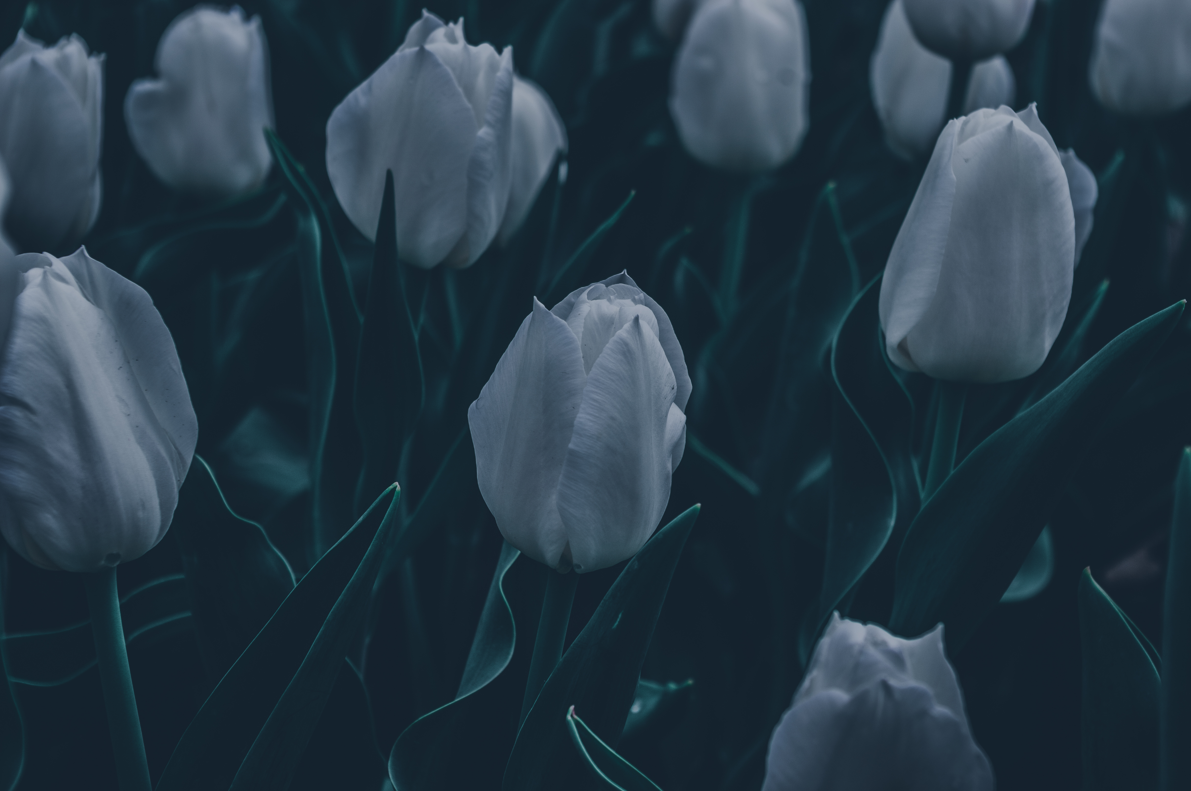 General 4672x3104 dark nature leaves green white tulips spring low light closeup