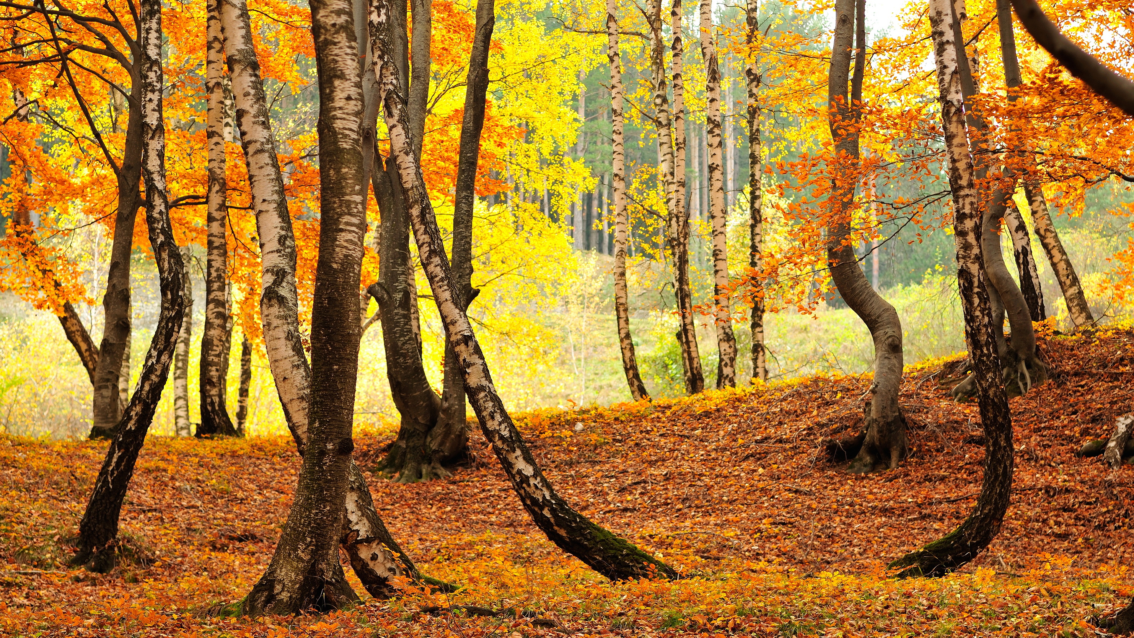 General 3840x2160 trees fall leaves nature yellow birch fallen leaves