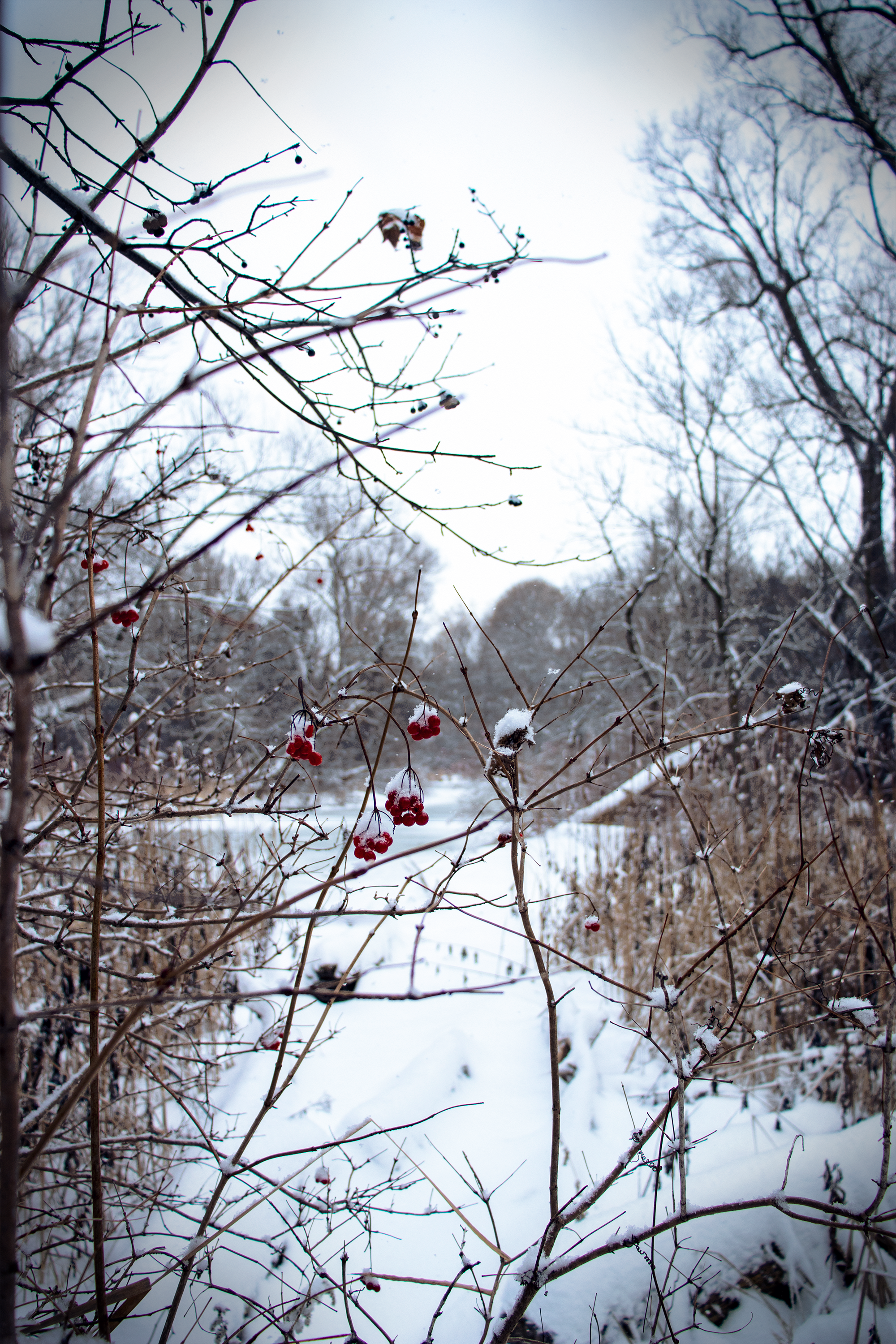 General 2000x3000 winter red berries berries trees plants portrait display snow snow covered