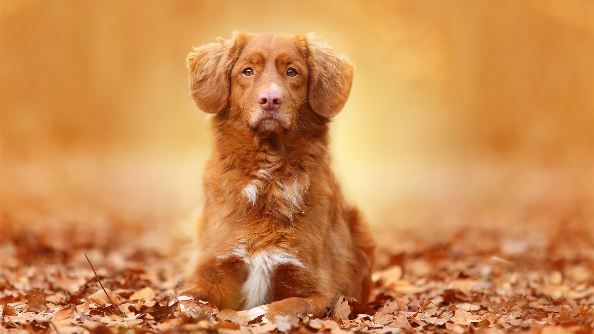 General 1920x1080 dog animals nature leaves fall frontal view