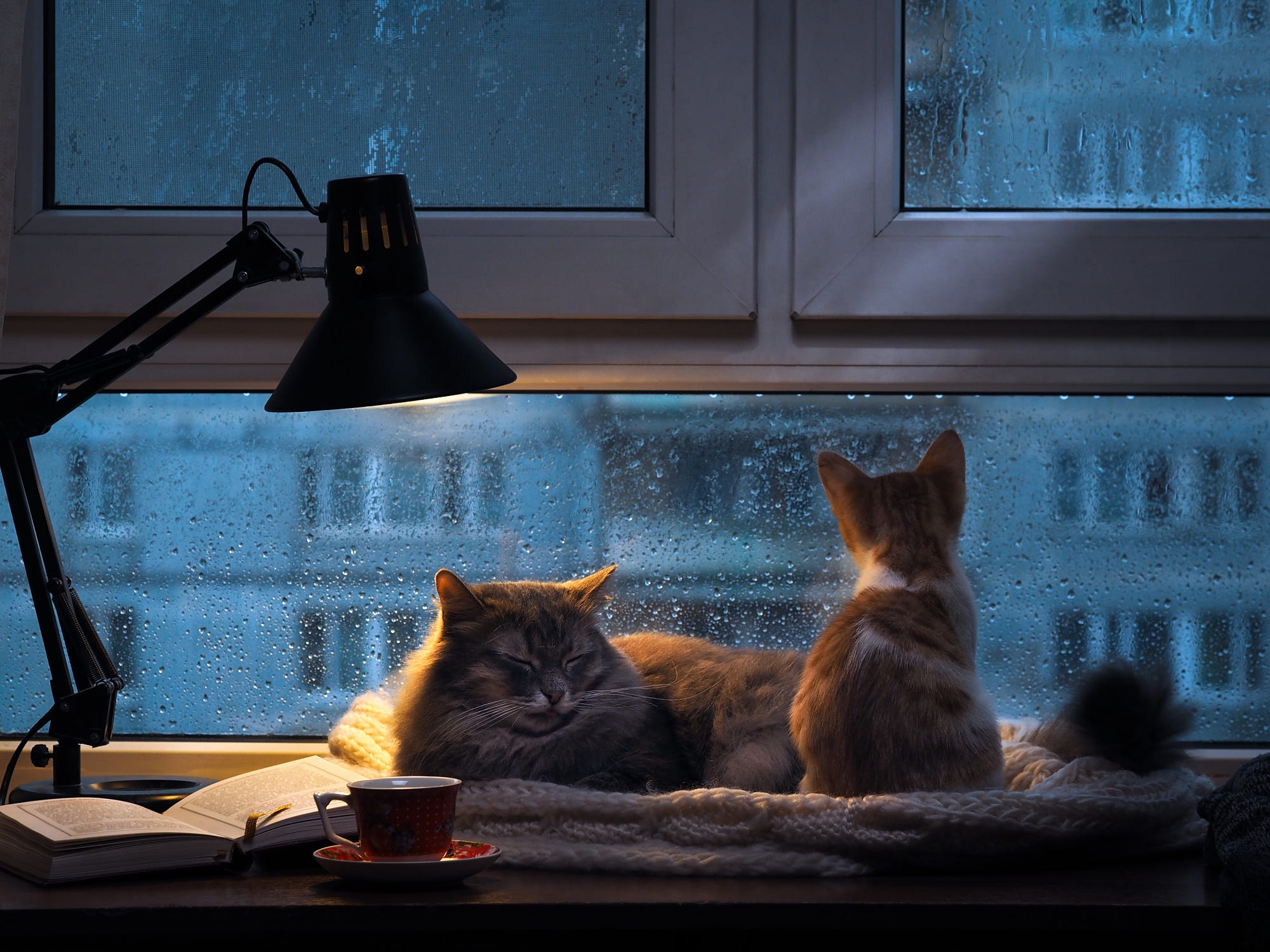 General 2000x1500 indoors rain lamp animals cats by the window