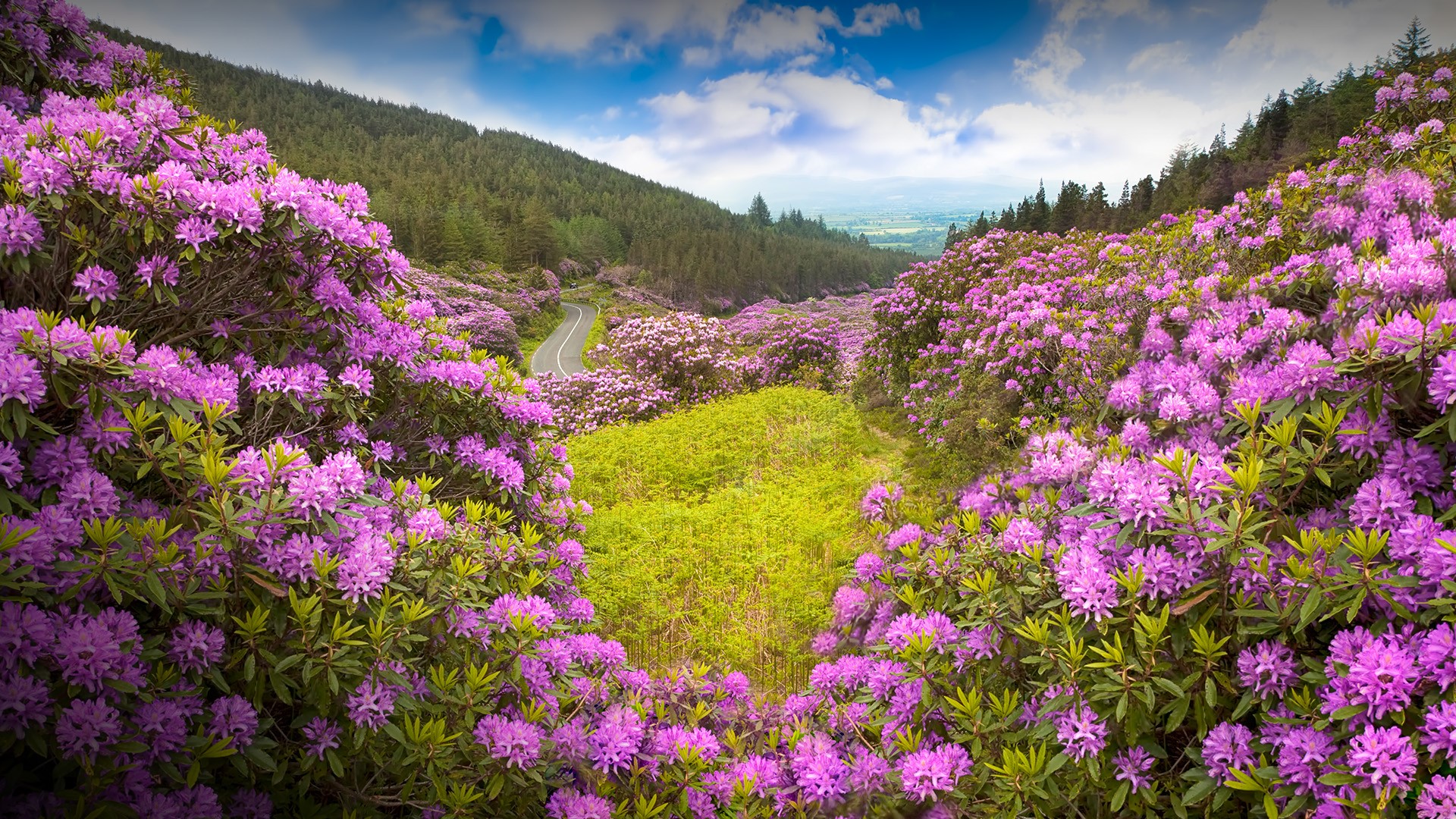 General 1920x1080 nature landscape flowers trees forest plants clouds sky road purple flowers Rhododendron Ireland