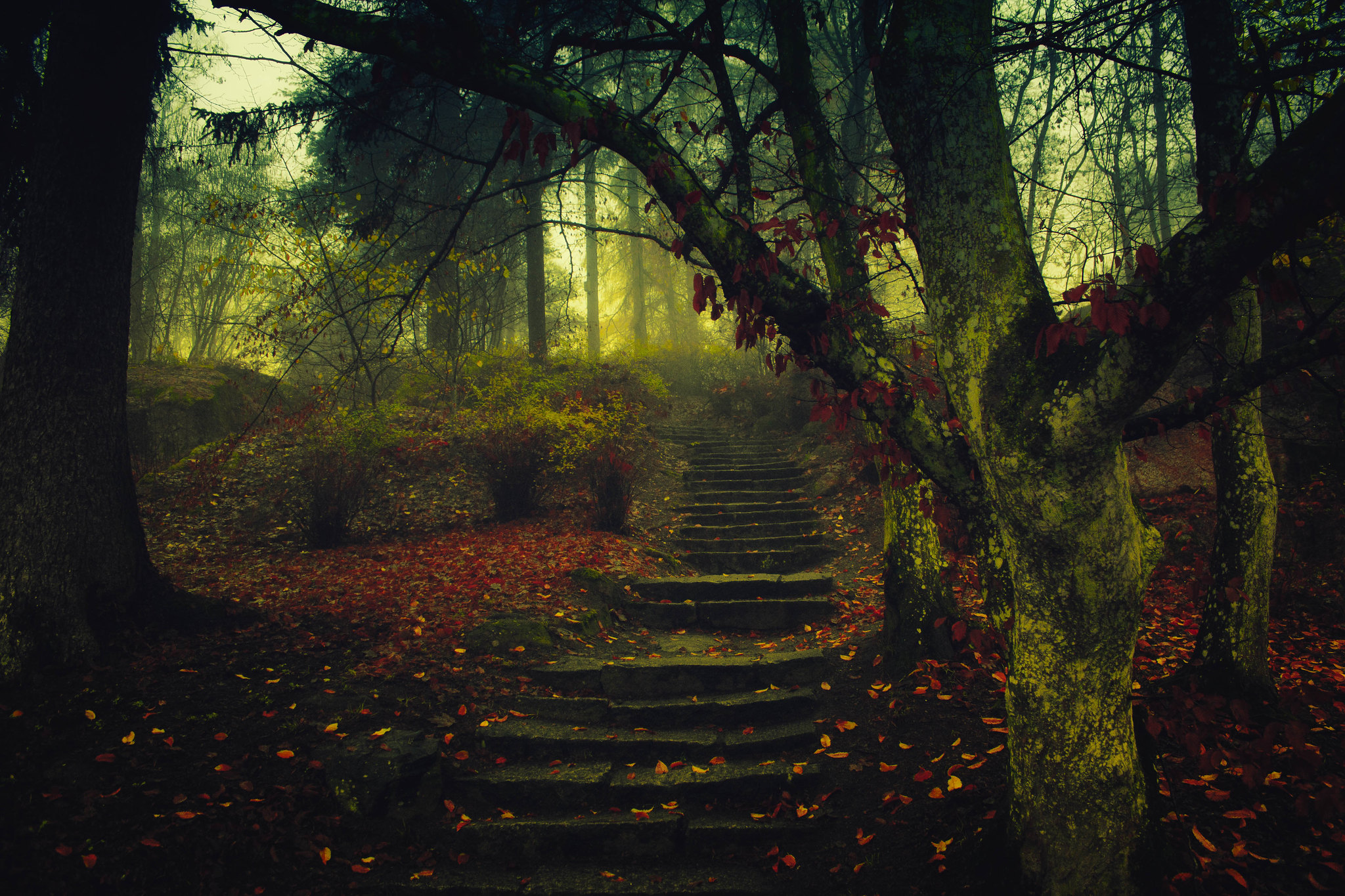General 2048x1365 forest trees landscape nature mist fall steps leaves photography