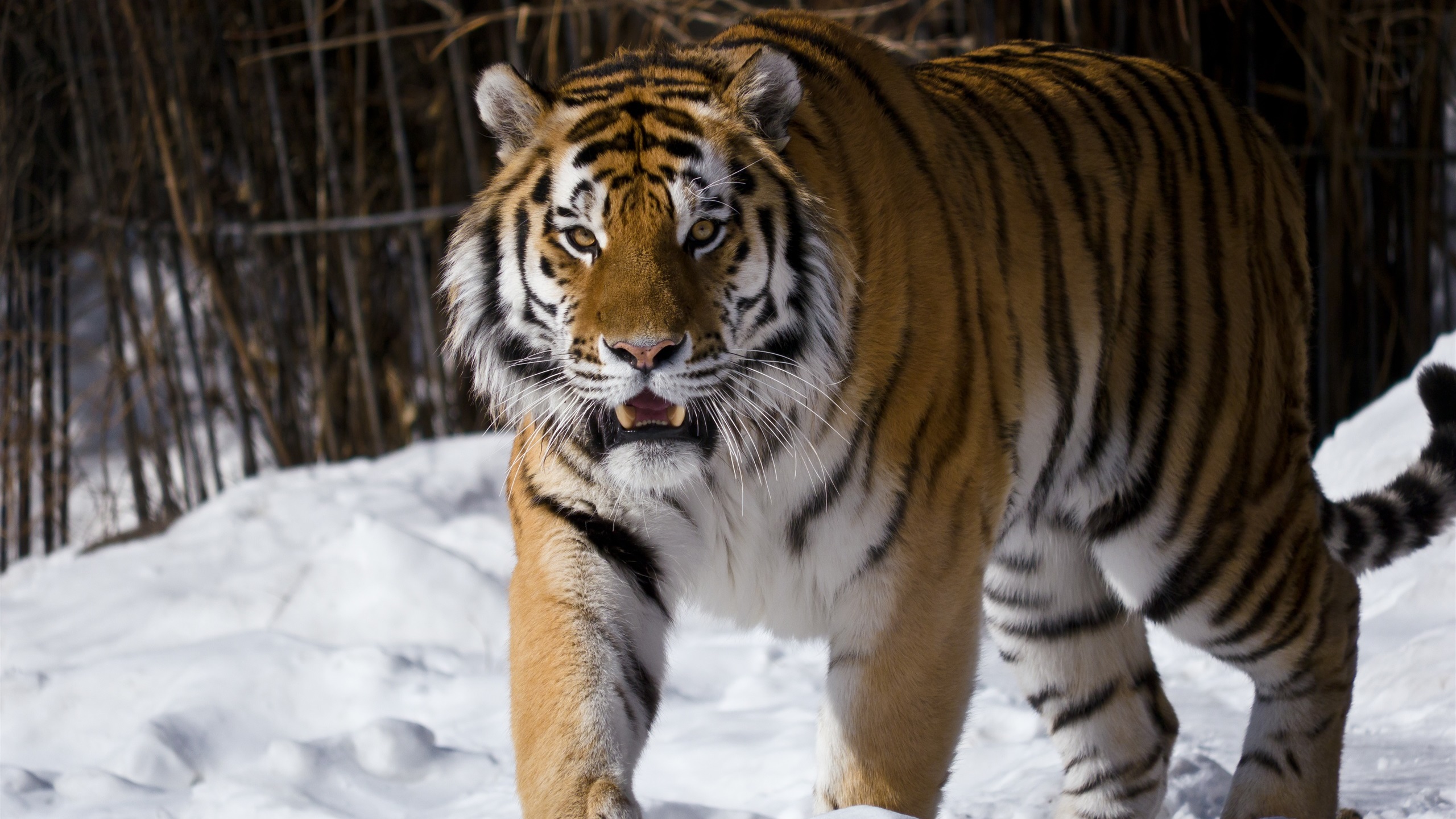 General 2560x1440 tiger snow animals nature winter