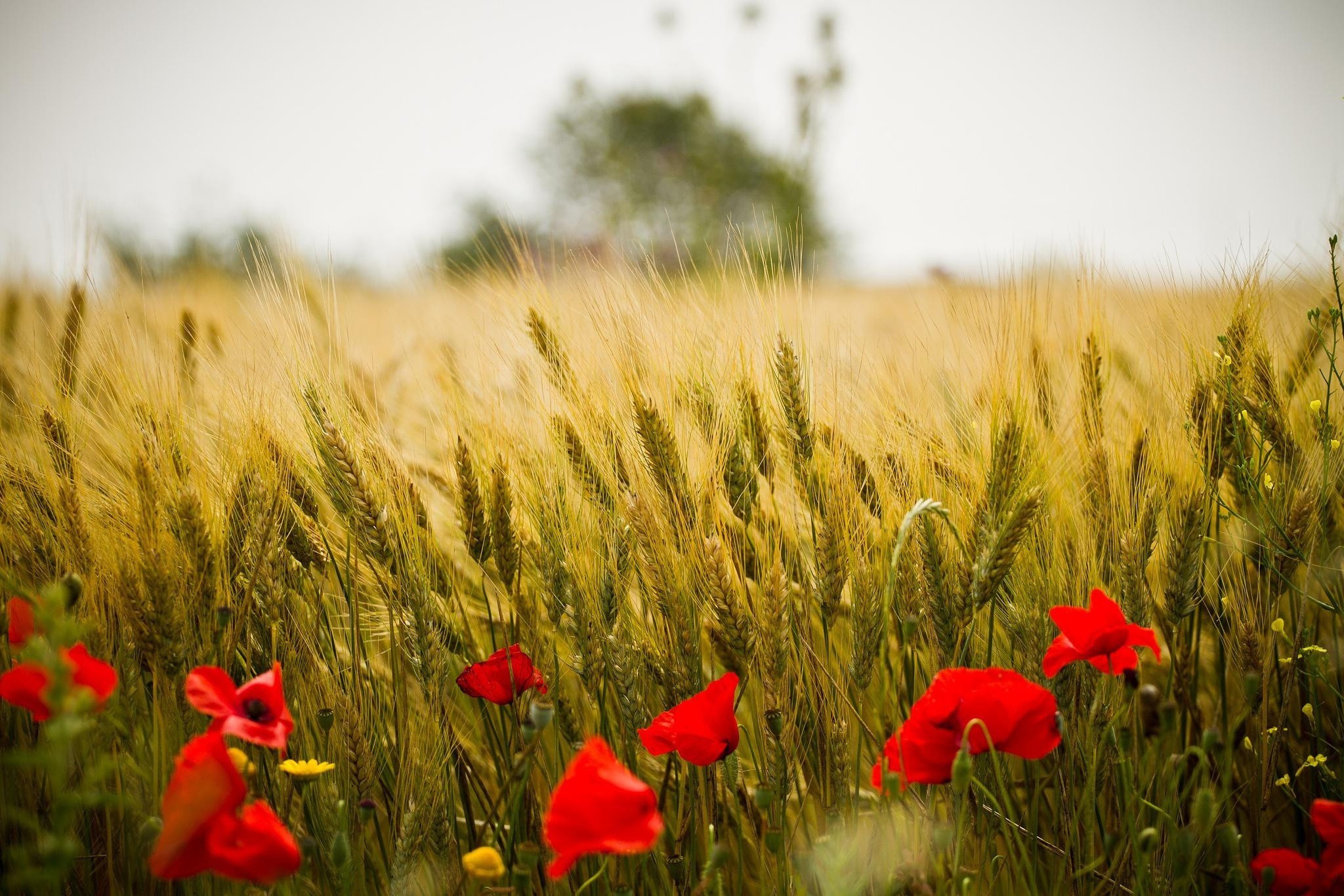 General 2048x1366 nature outdoors wheat plants field flowers red flowers