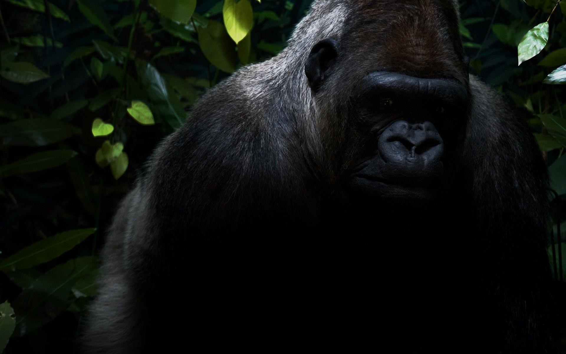 General 1920x1200 gorillas animals apes leaves dark