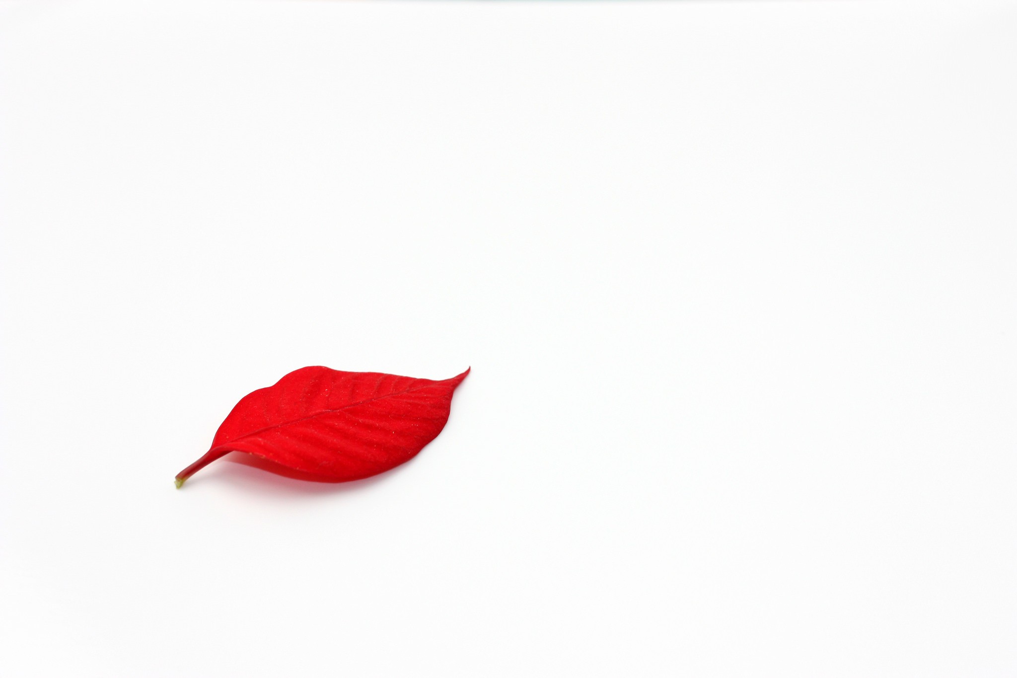 General 2048x1365 leaves red white white background minimalism simple background petals