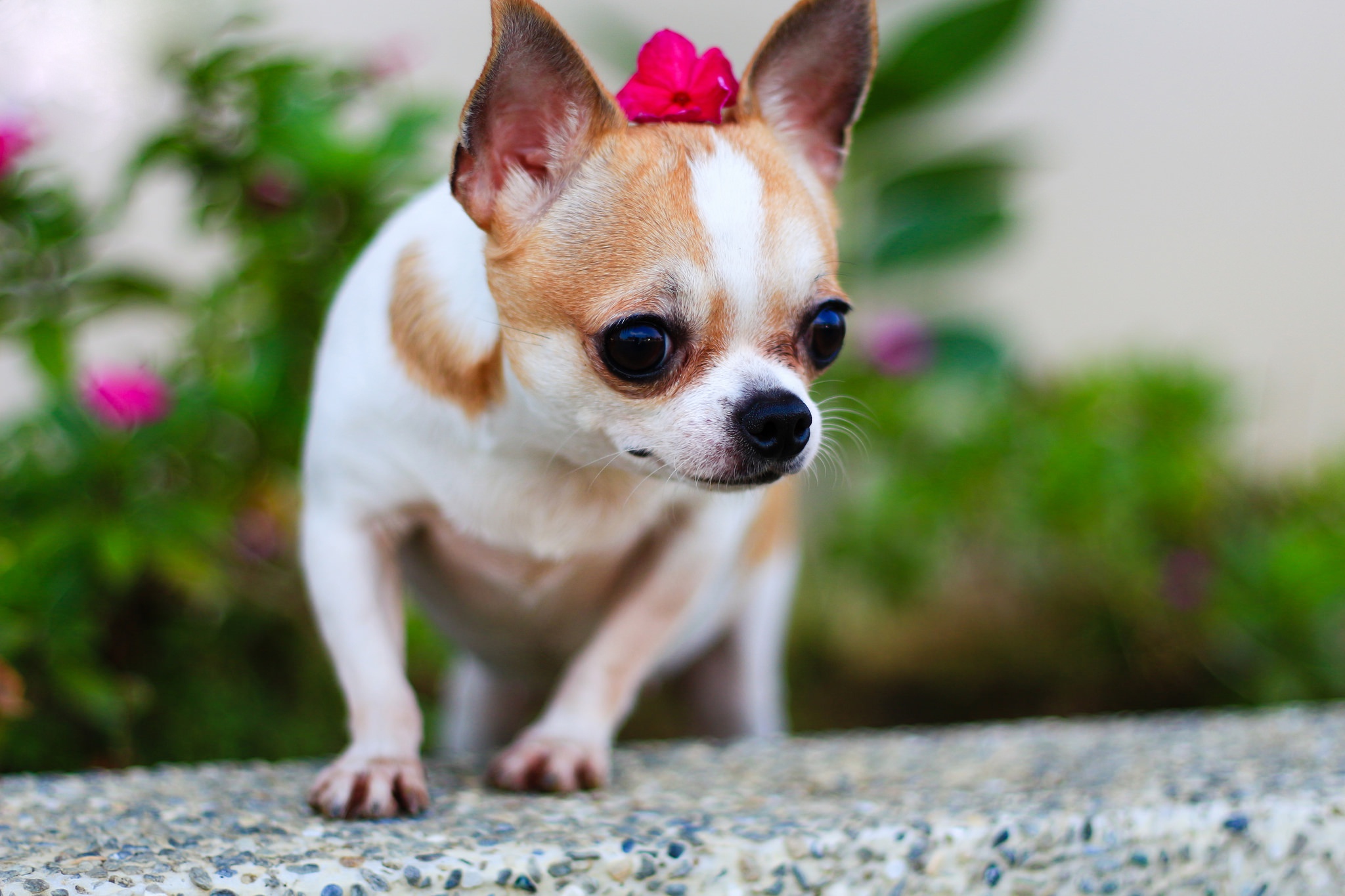 General 2048x1365 animals dog chihuahua depth of field