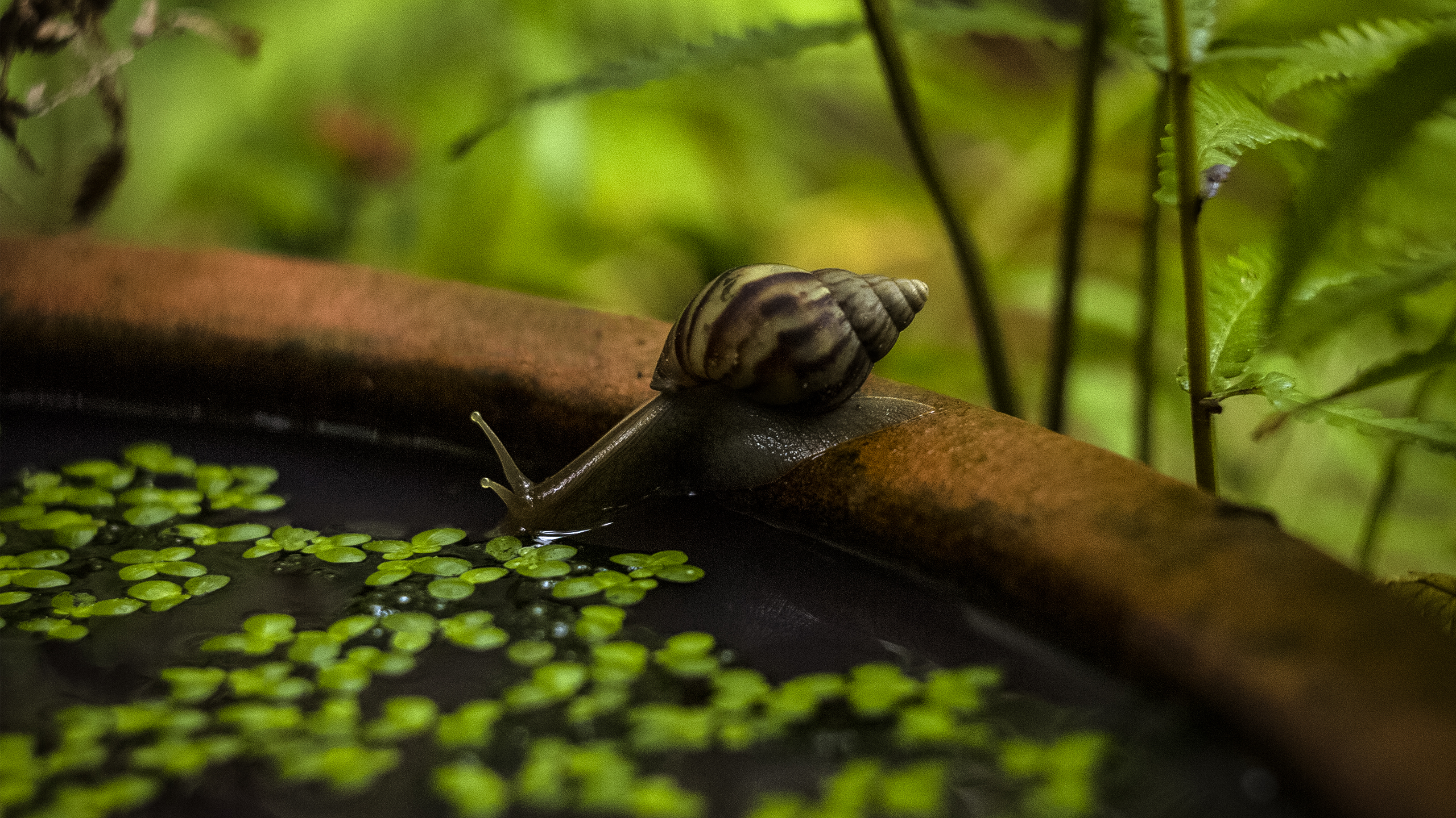 General 2560x1440 snail animals water closeup blurred nature