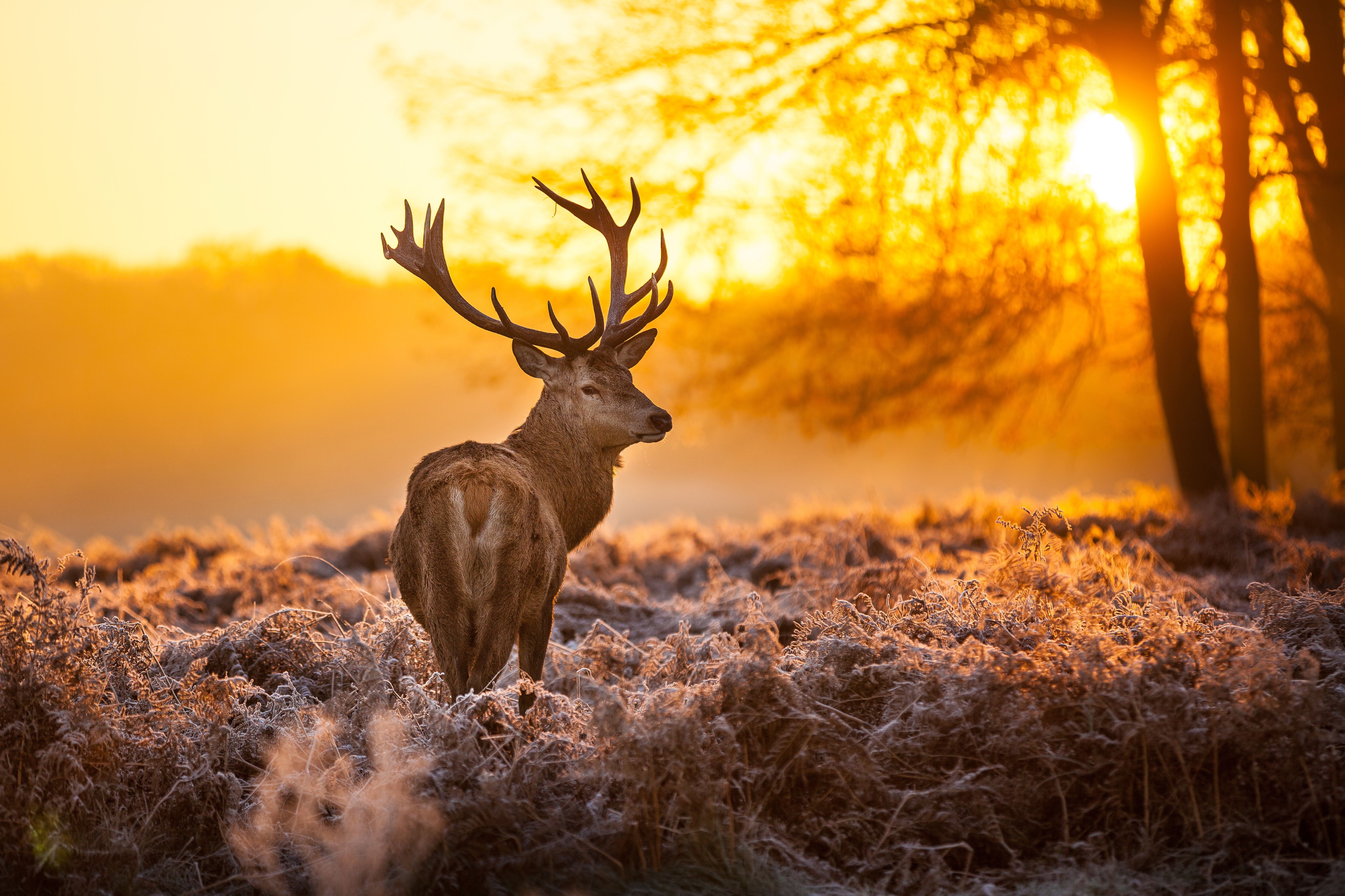 General 4960x3307 deer sunrise landscape winter frost antlers