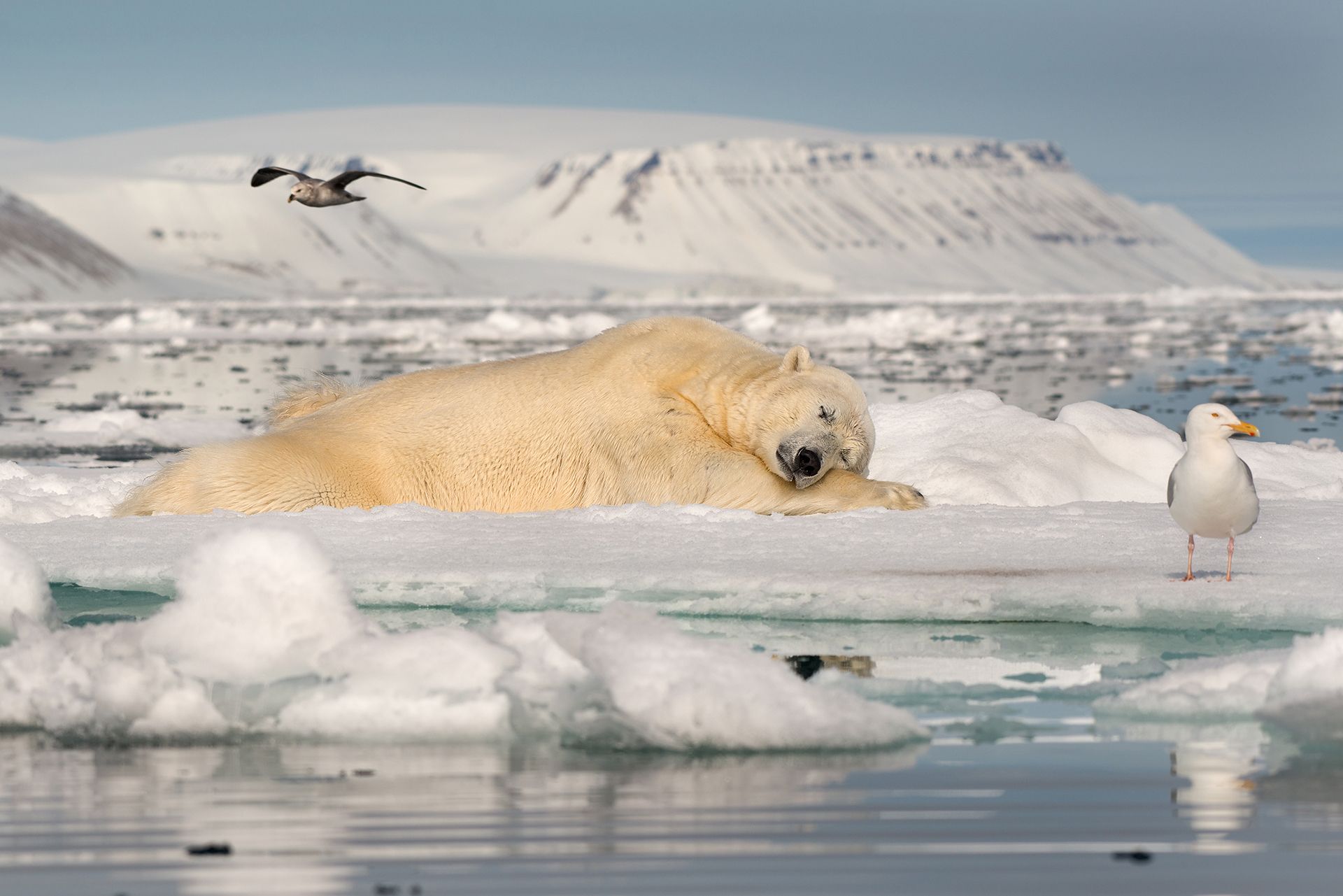 General 1920x1281 nature landscape water sea animals polar bears Antarctica birds snow ice sleeping reflection