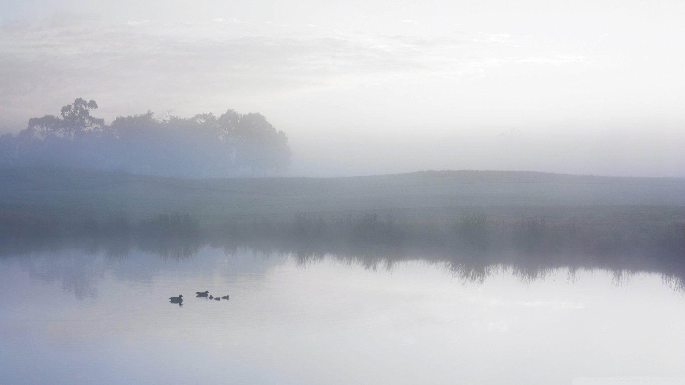 General 2400x1350 mist lake morning duck