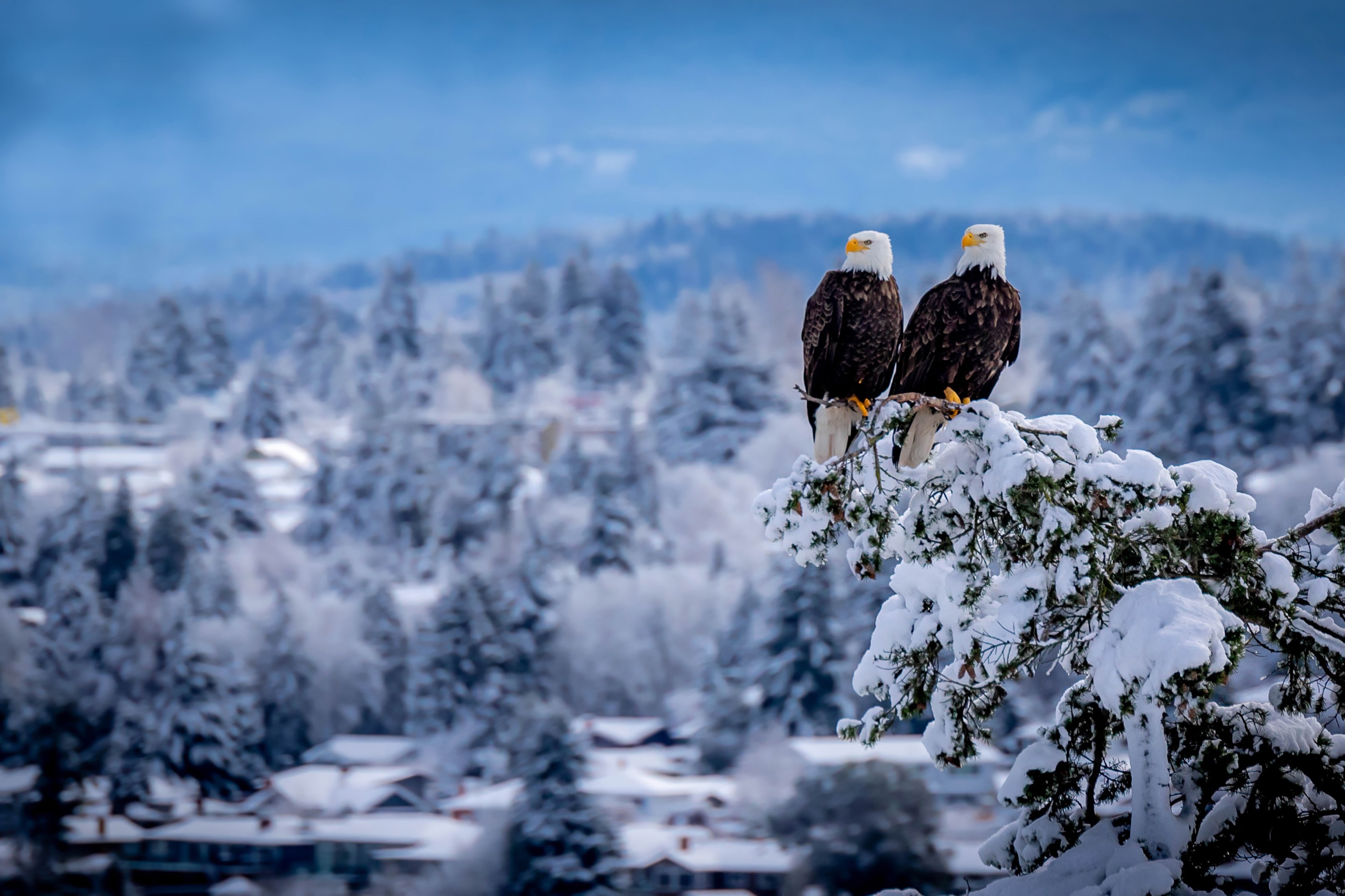 General 2560x1706 nature winter animals birds snow eagle bald eagle