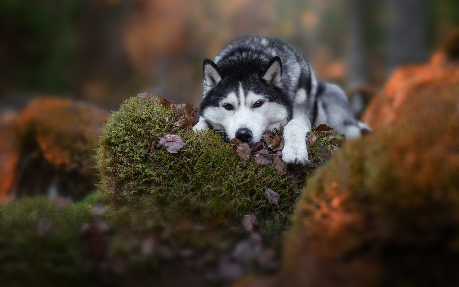 General 1920x1202 animals dog nature Siberian Husky  outdoors lying on front depth of field on the ground lying down looking at viewer leaves fur