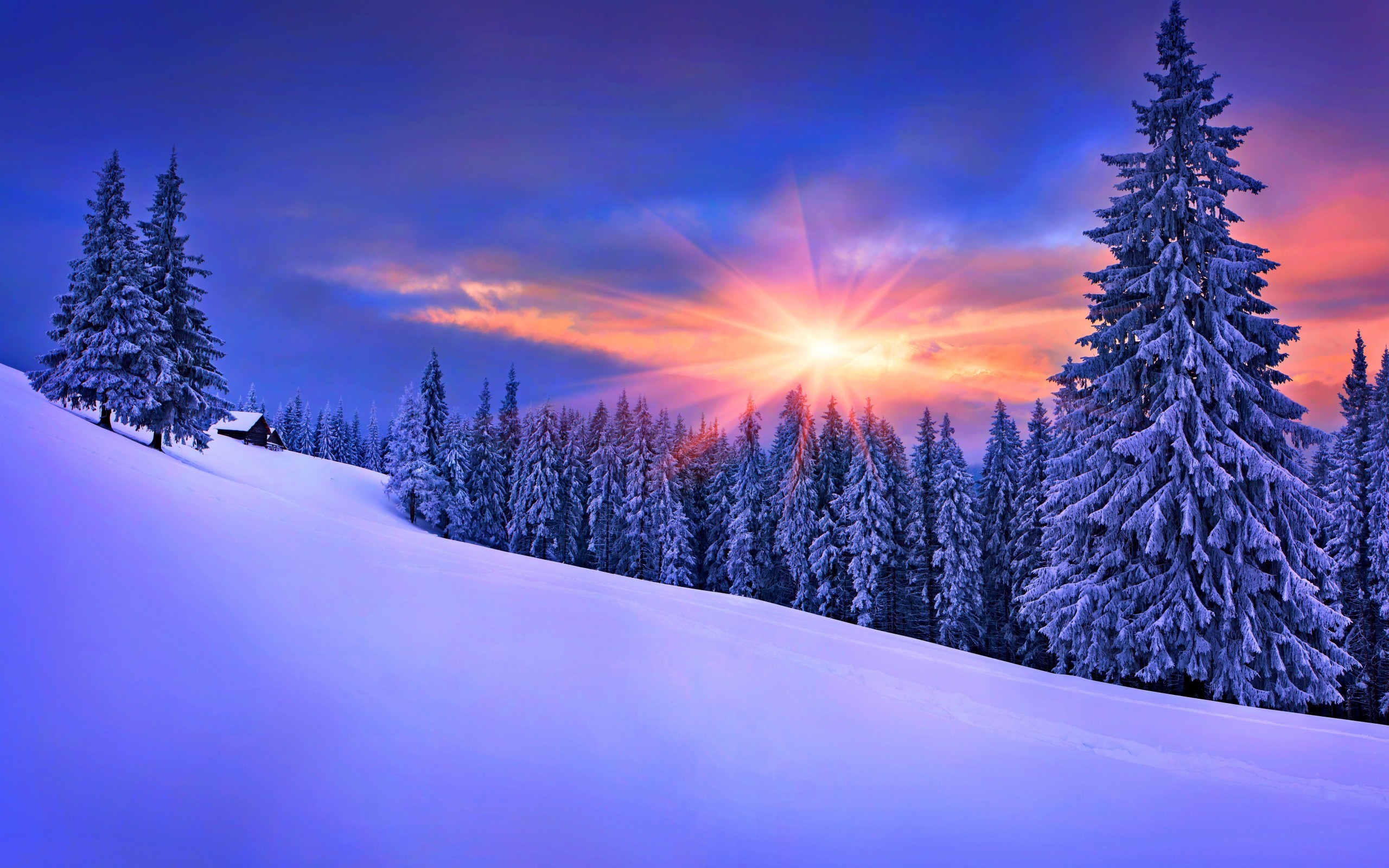 General 2560x1600 forest winter snow landscape pine trees nature trees sky sunlight cold outdoors low light