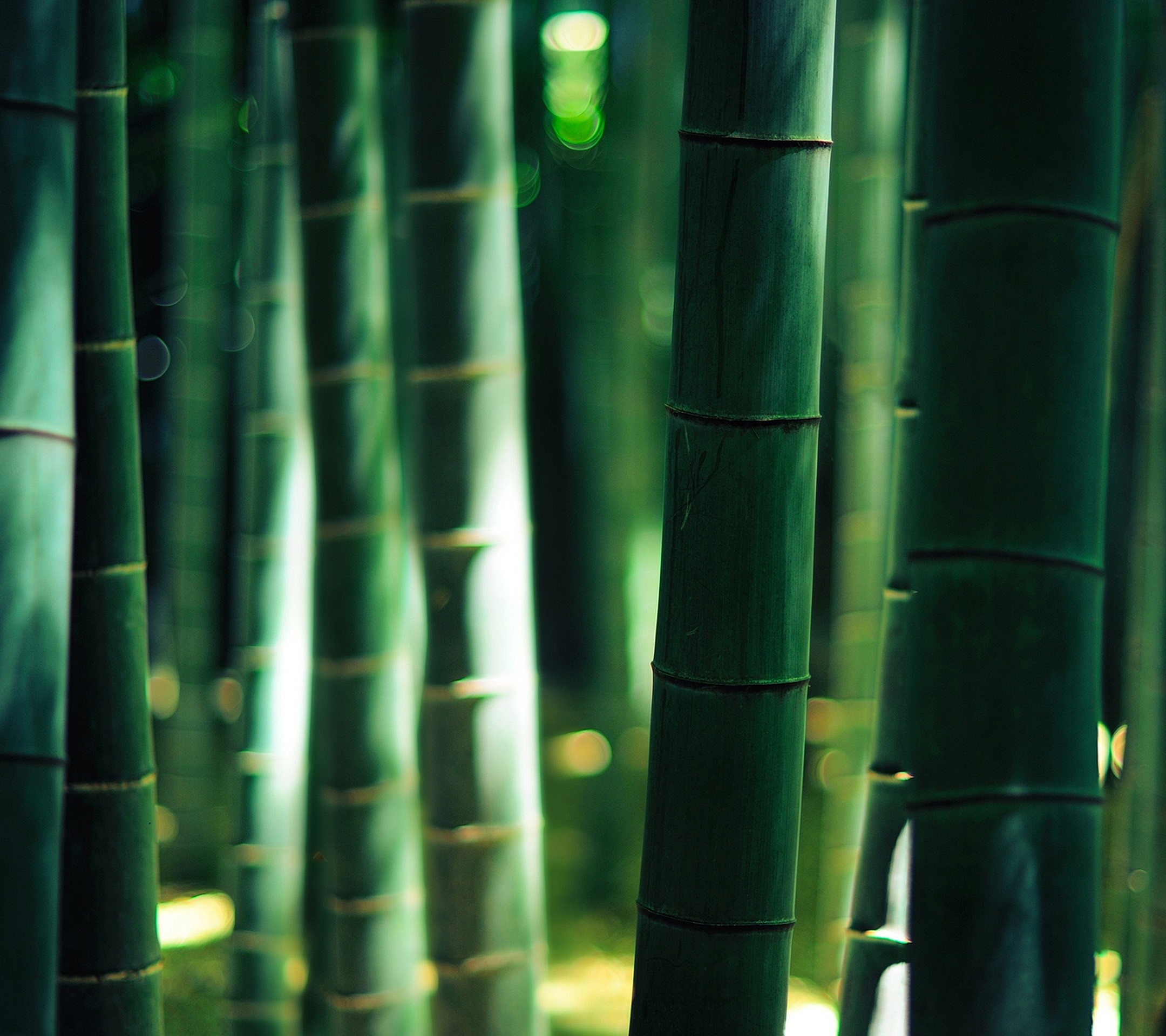 General 2160x1920 bamboo sunlight bokeh depth of field nature plants