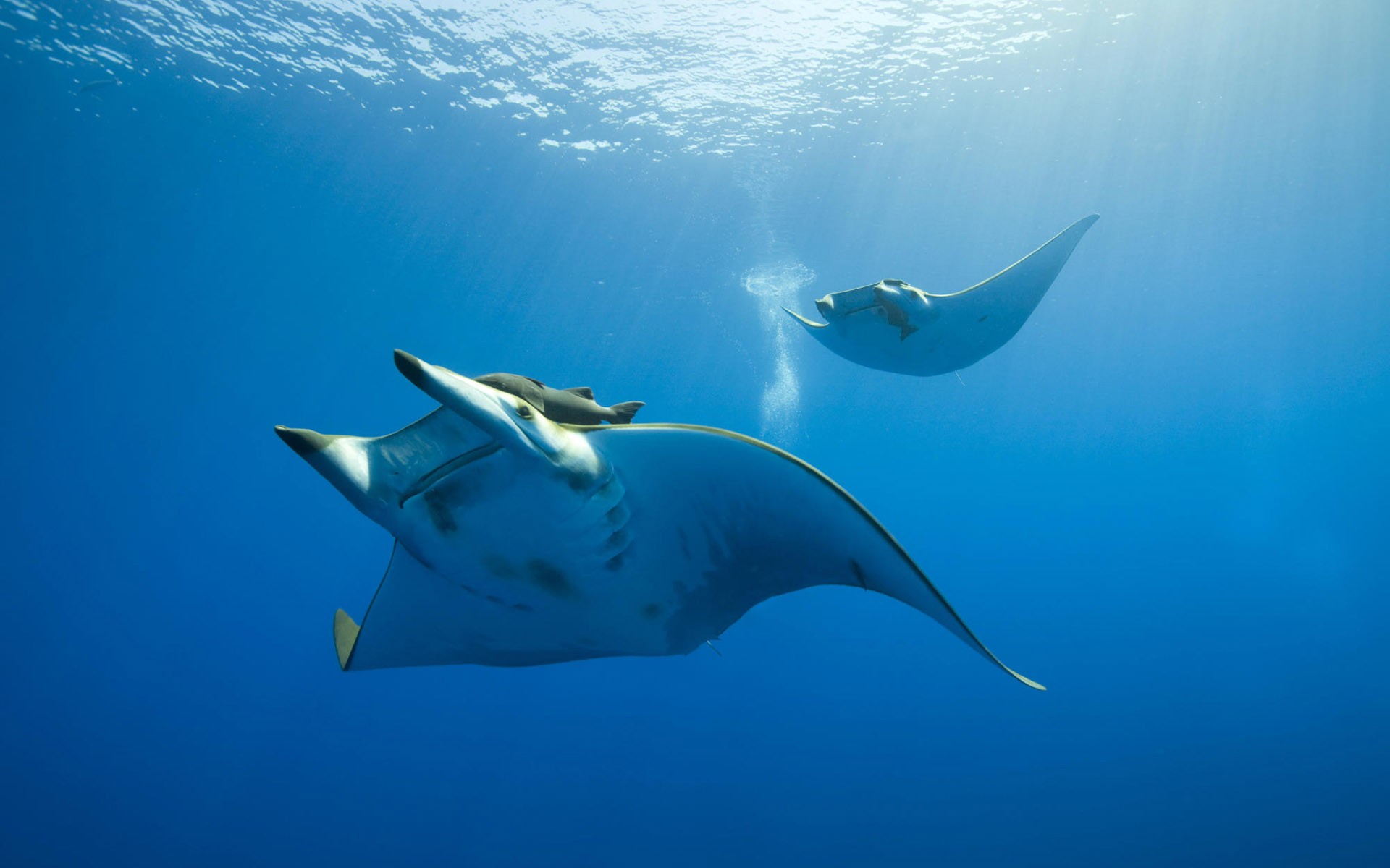 General 1920x1200 photography nature sea water underwater animals sunlight manta rays sea life