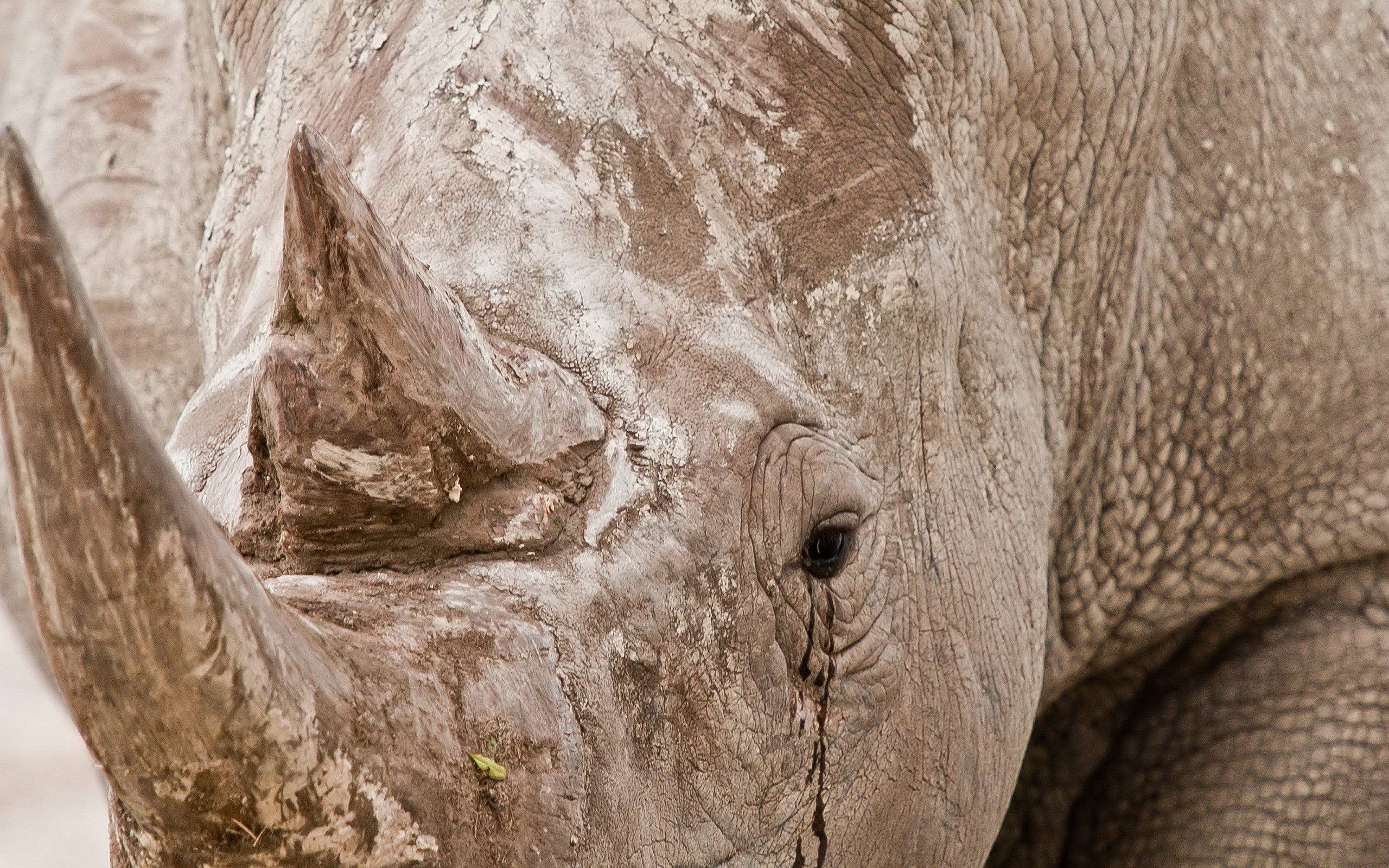 General 2560x1600 animals mammals rhino closeup
