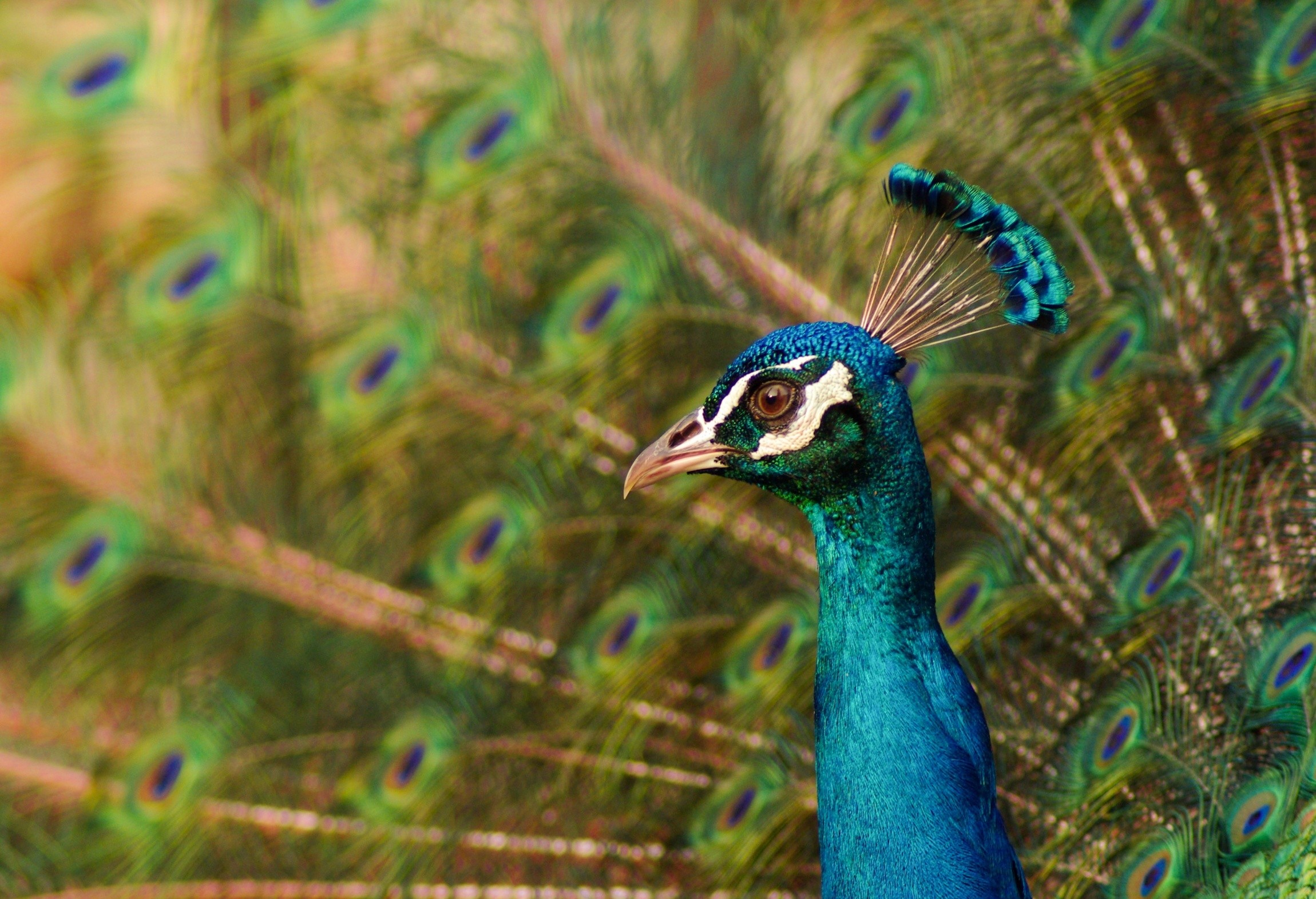 General 2300x1571 animals birds colorful peacocks closeup