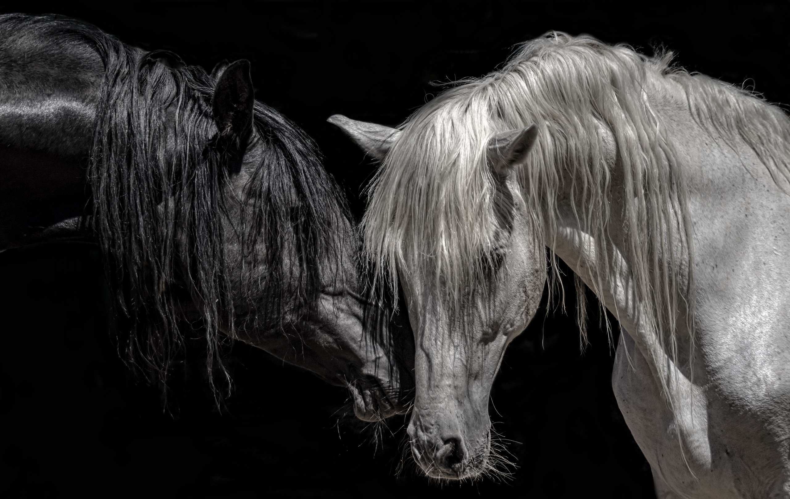 General 2560x1618 animals horse black background black white monochrome