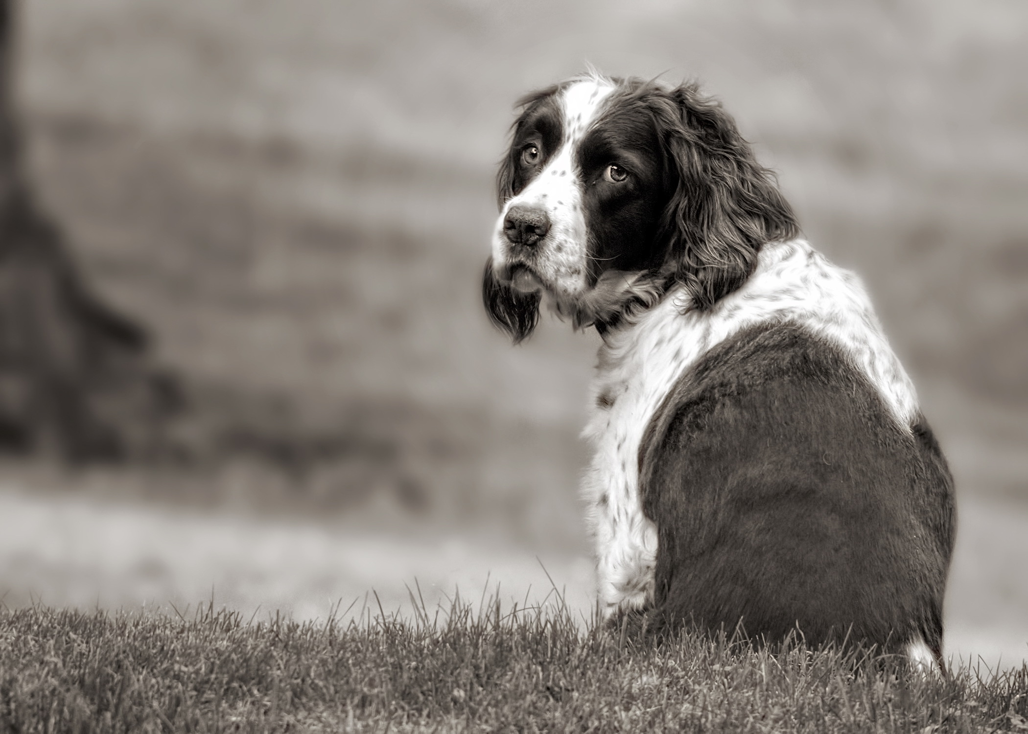 General 2100x1500 dog animals monochrome looking at viewer